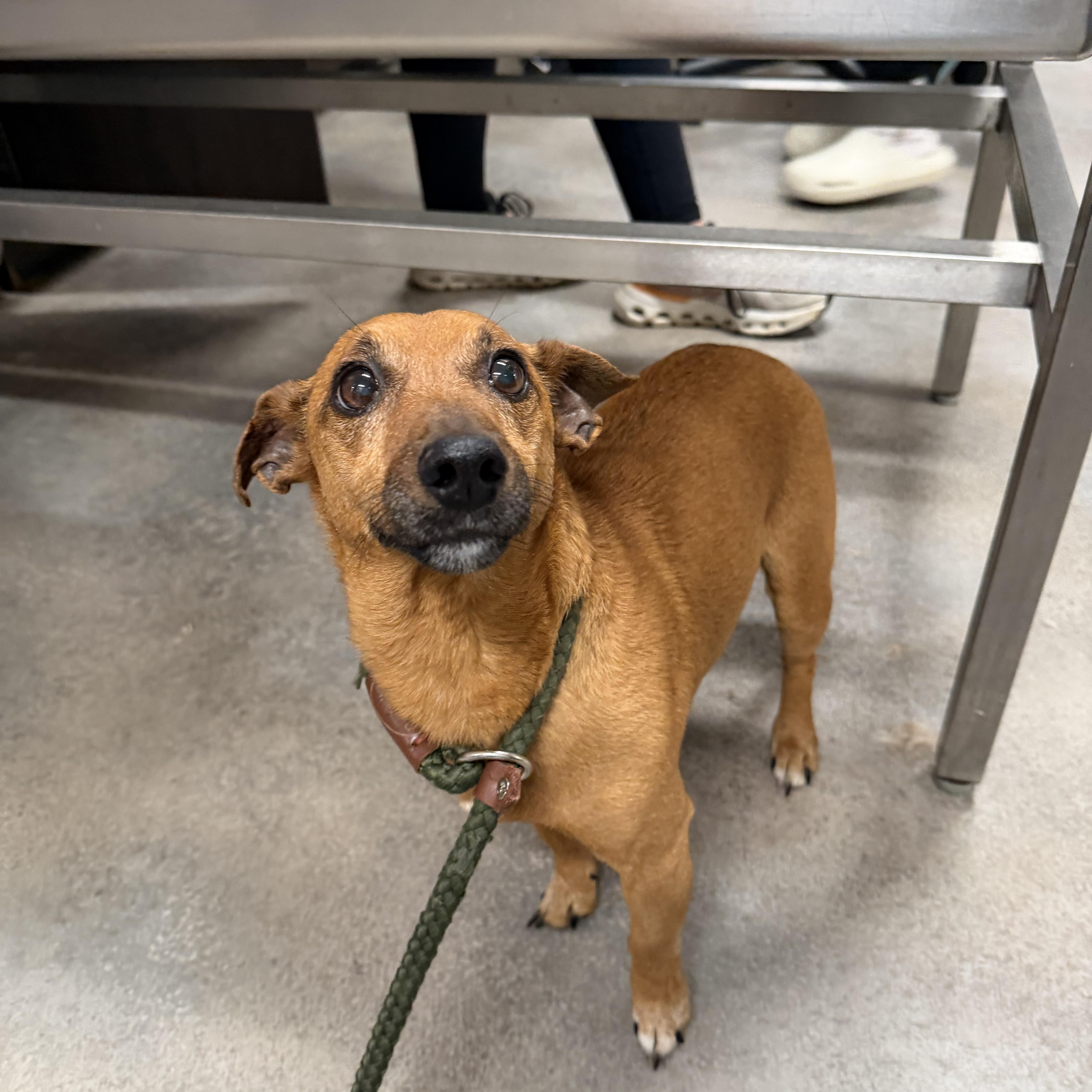 Wasabi, ADOPTABLE, Adult Male Dachshund & Terrier.