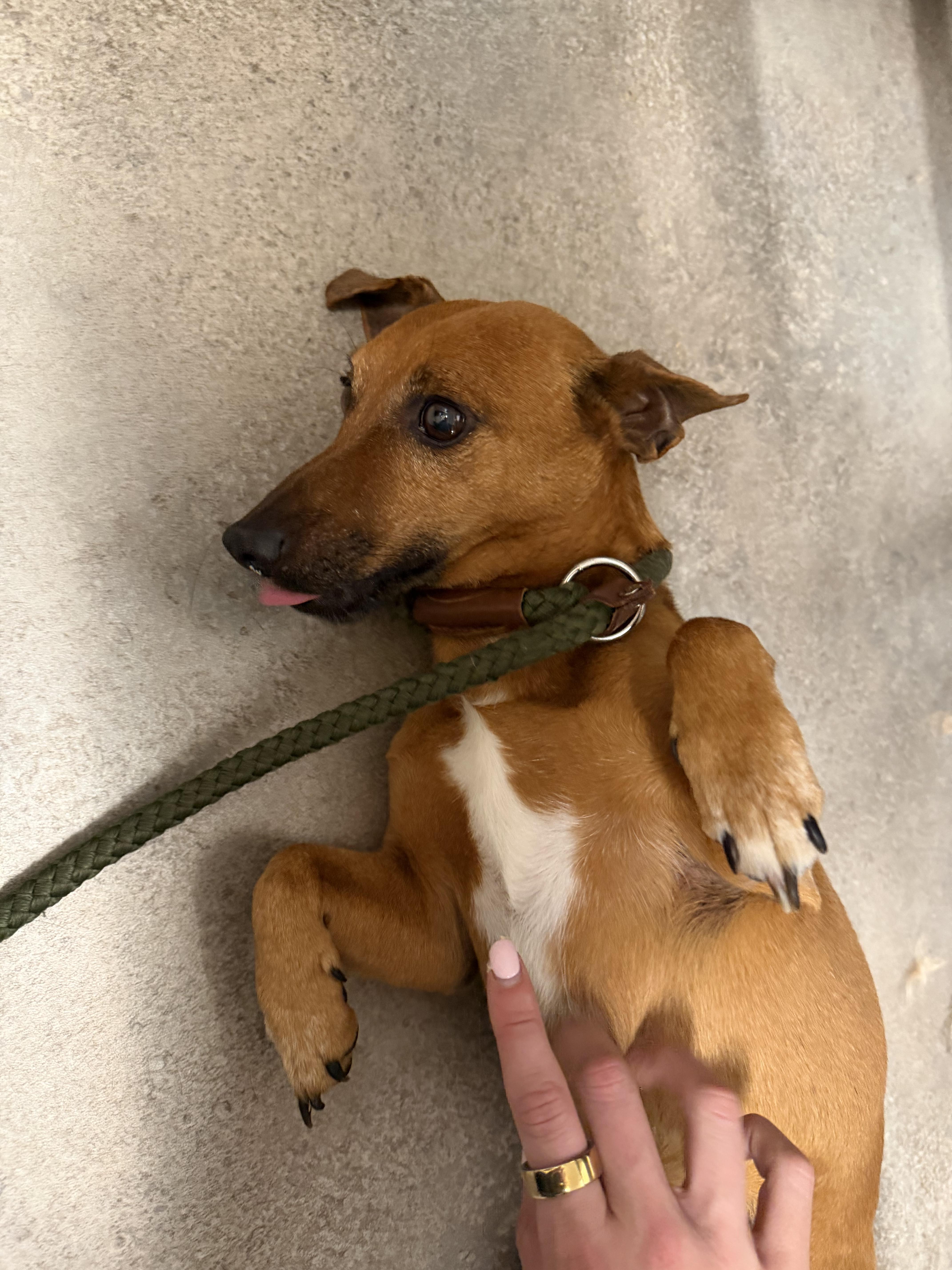 Enlarge Wasabi, a ADOPTABLE mixed breed in Mahwah, NJ image 2/5