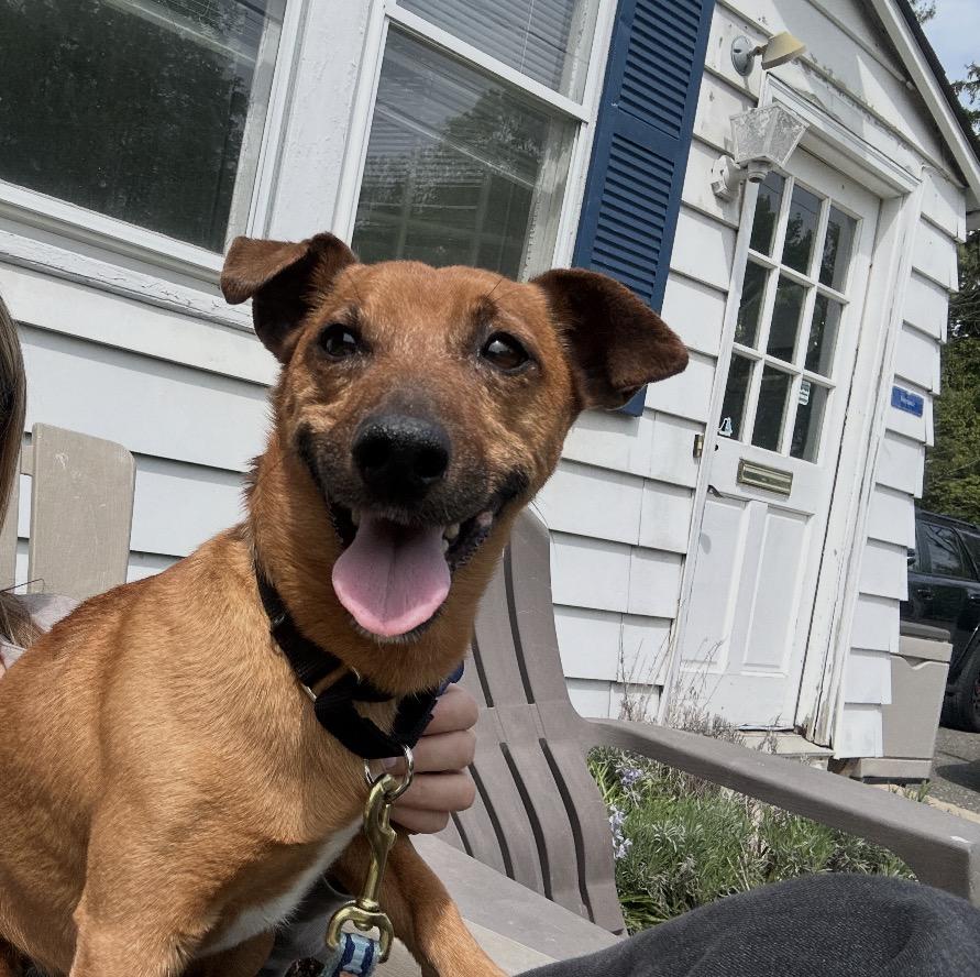 Enlarge Wasabi, a ADOPTABLE mixed breed in Mahwah, NJ image 5/5