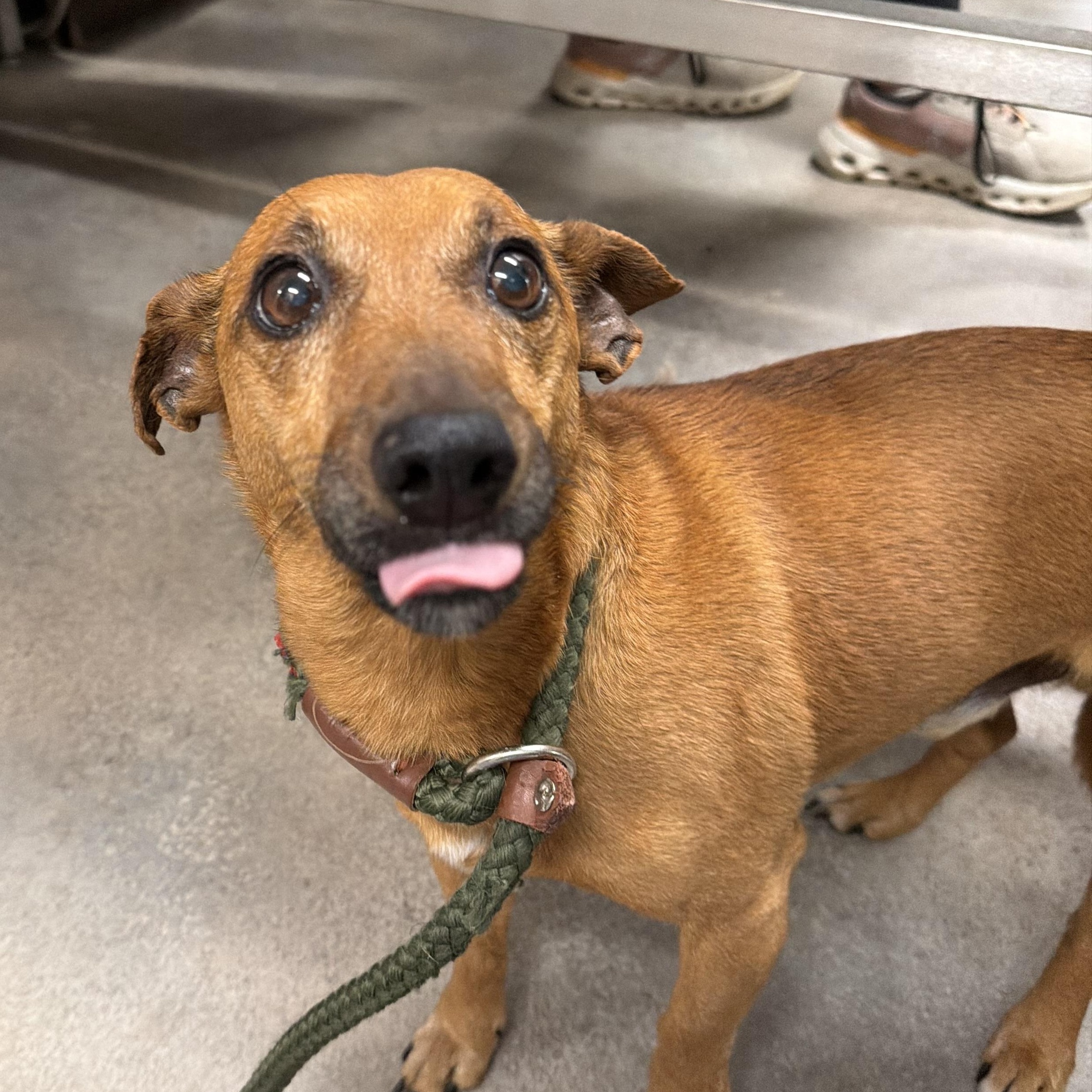 Enlarge Wasabi, a ADOPTABLE mixed breed in Mahwah, NJ image 3/5