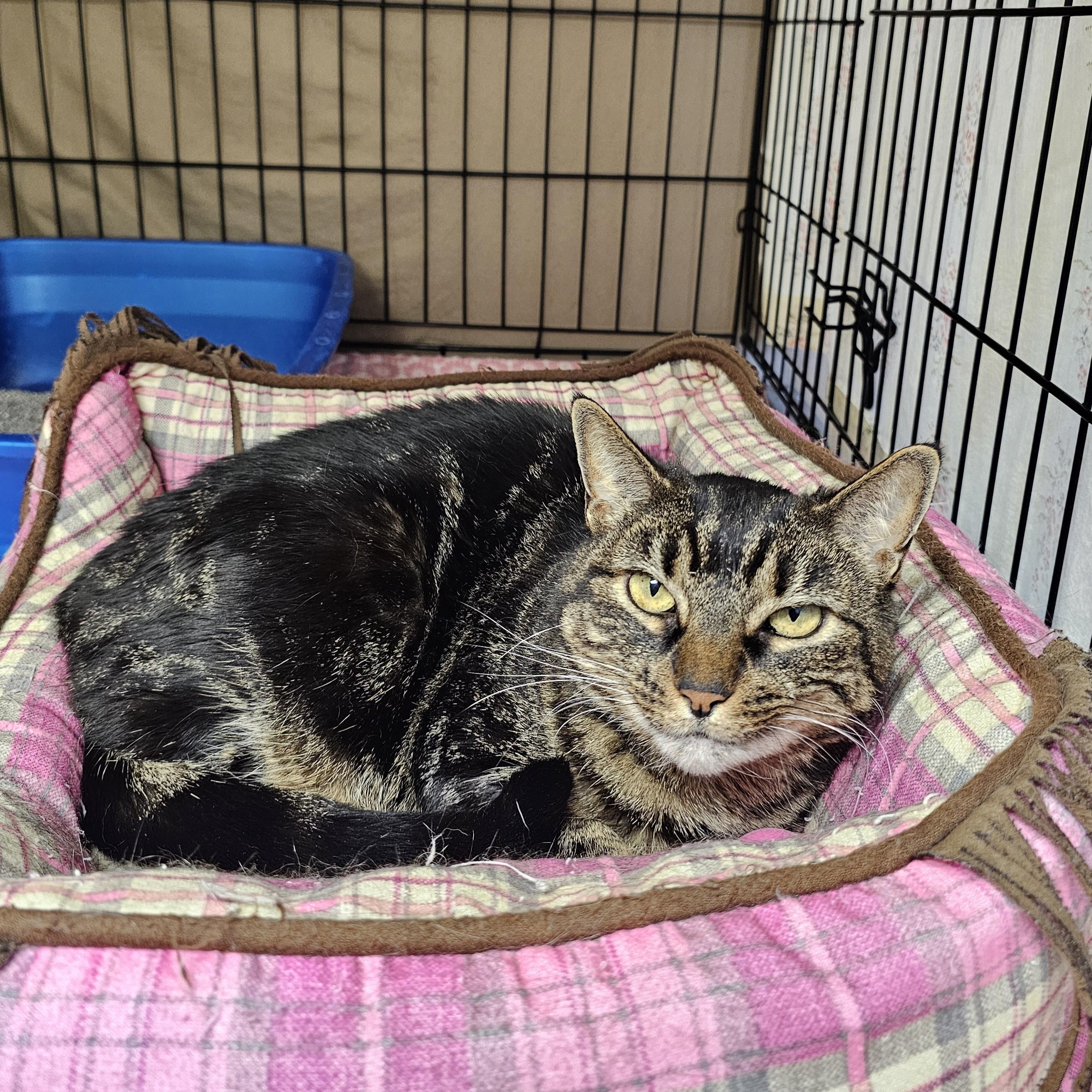 Missy, adopted, Adult Female Domestic Short Hair & Tabby.