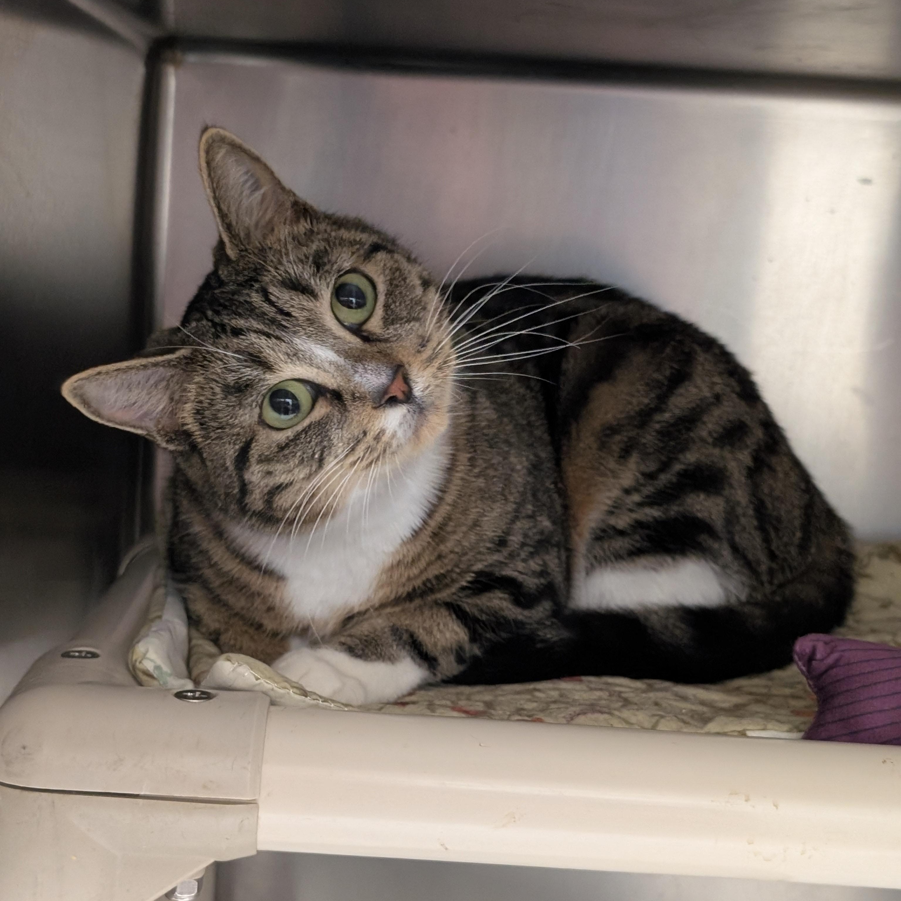 Enlarge Twiggy, a ADOPTABLE Domestic Short Hair in St. Augustine, FL image 3/3