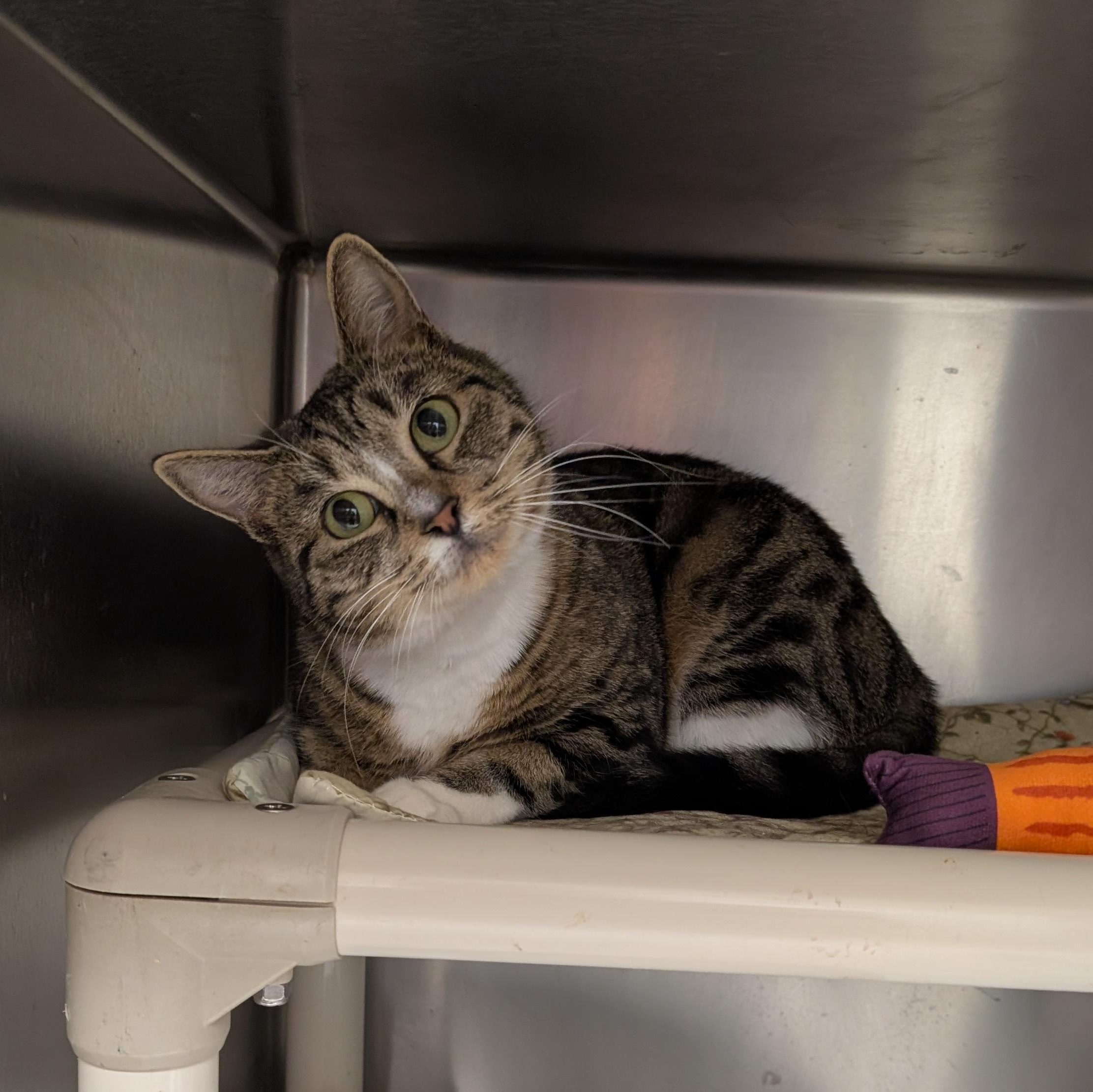 Enlarge Twiggy, a ADOPTABLE Domestic Short Hair in St. Augustine, FL image 2/3