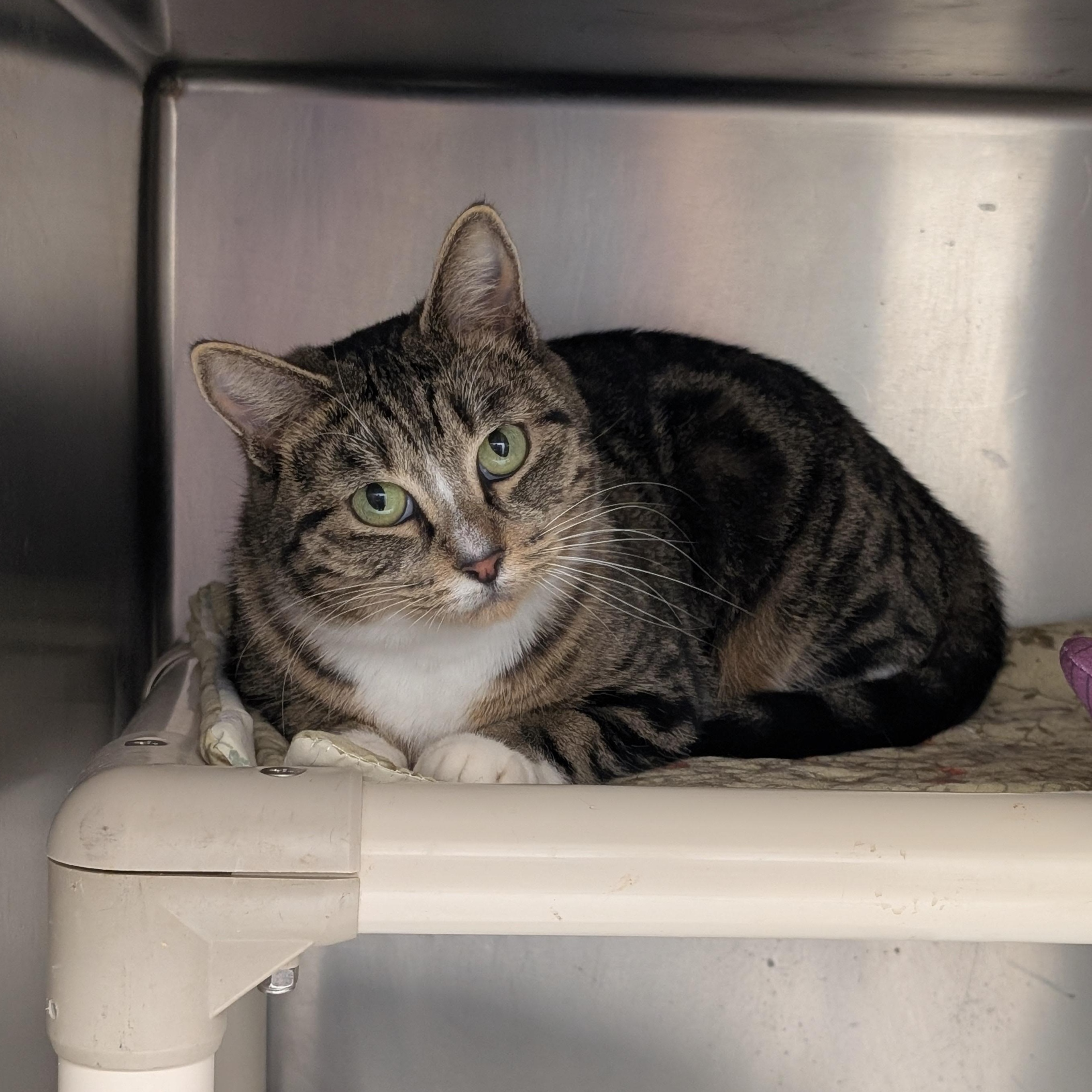 Twiggy, ADOPTABLE, Adult Female Domestic Short Hair.