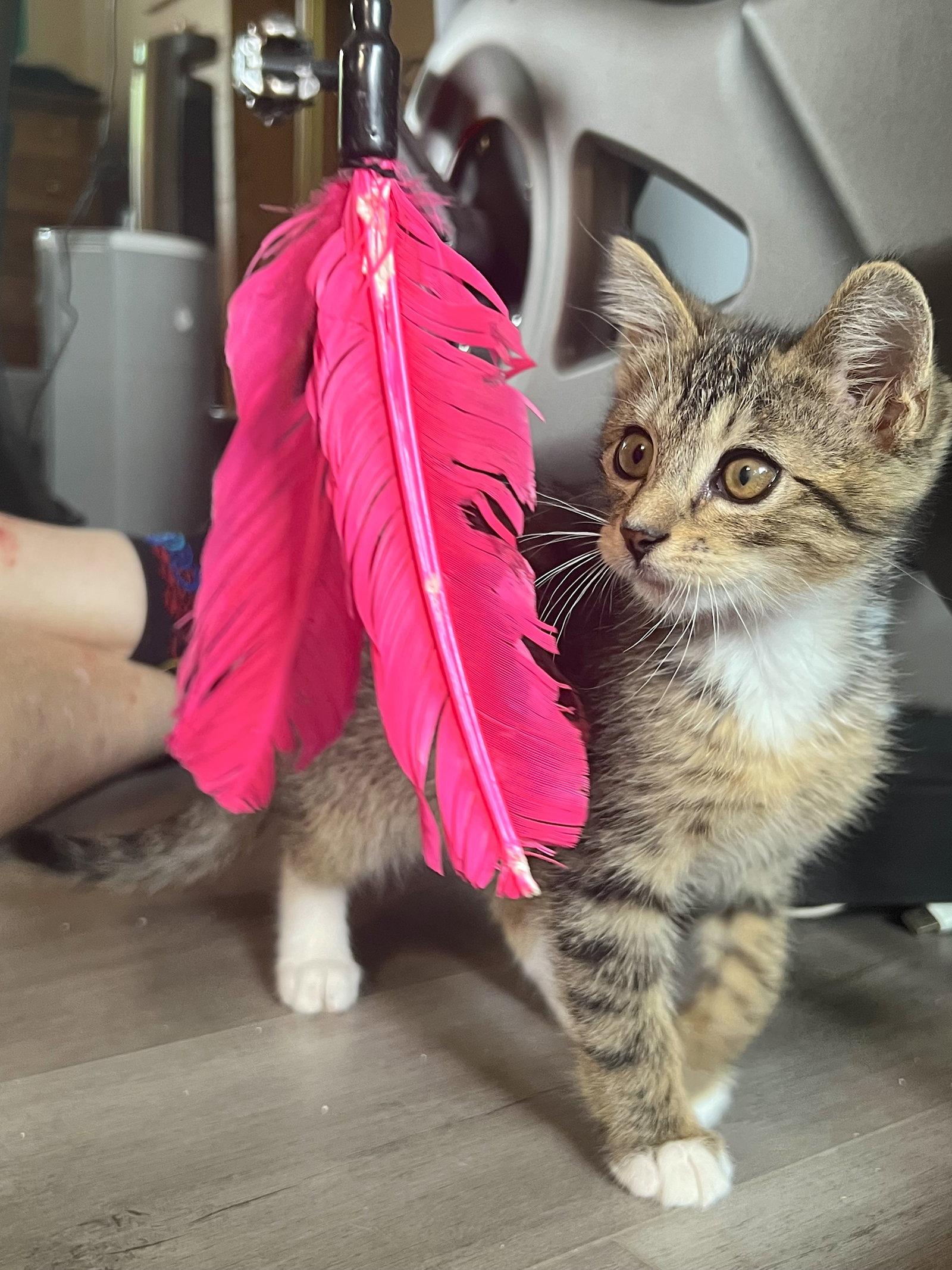 TIGER - BONDED WITH HANA, Adoptable, Kitten Male Domestic Short Hair.