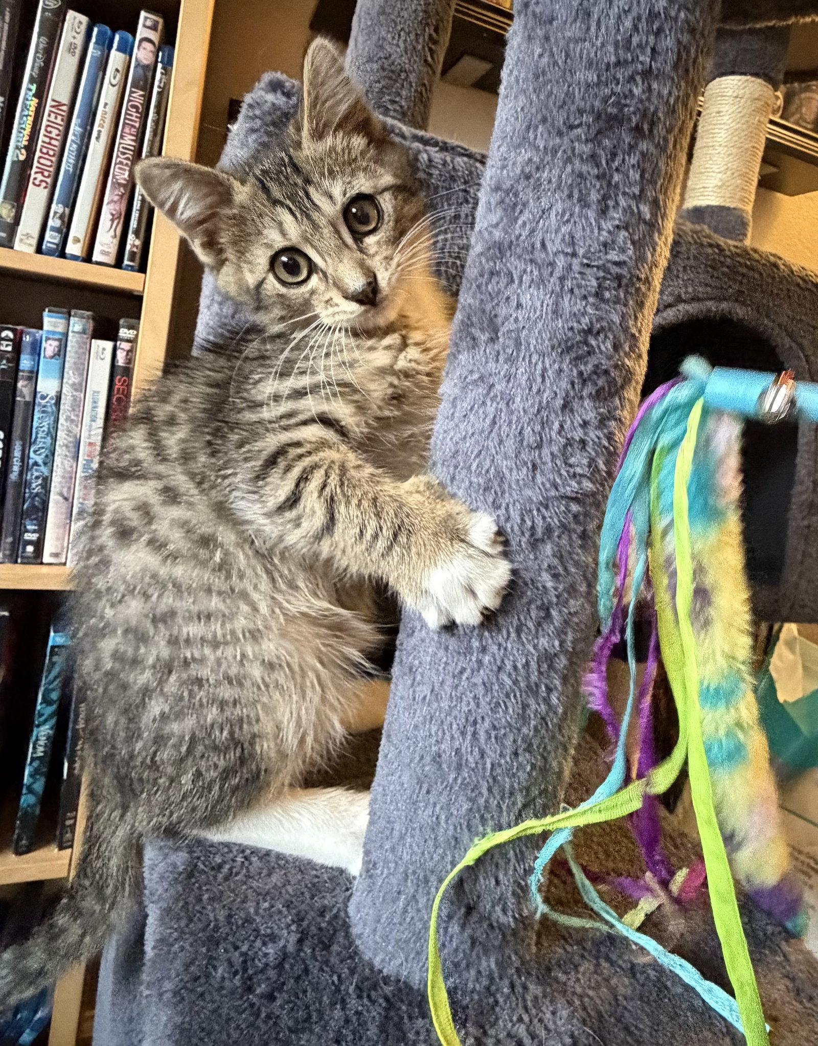 Enlarge TIGER - BONDED WITH HANA, a Adoptable Domestic Short Hair in Fremont, CA image 3/3