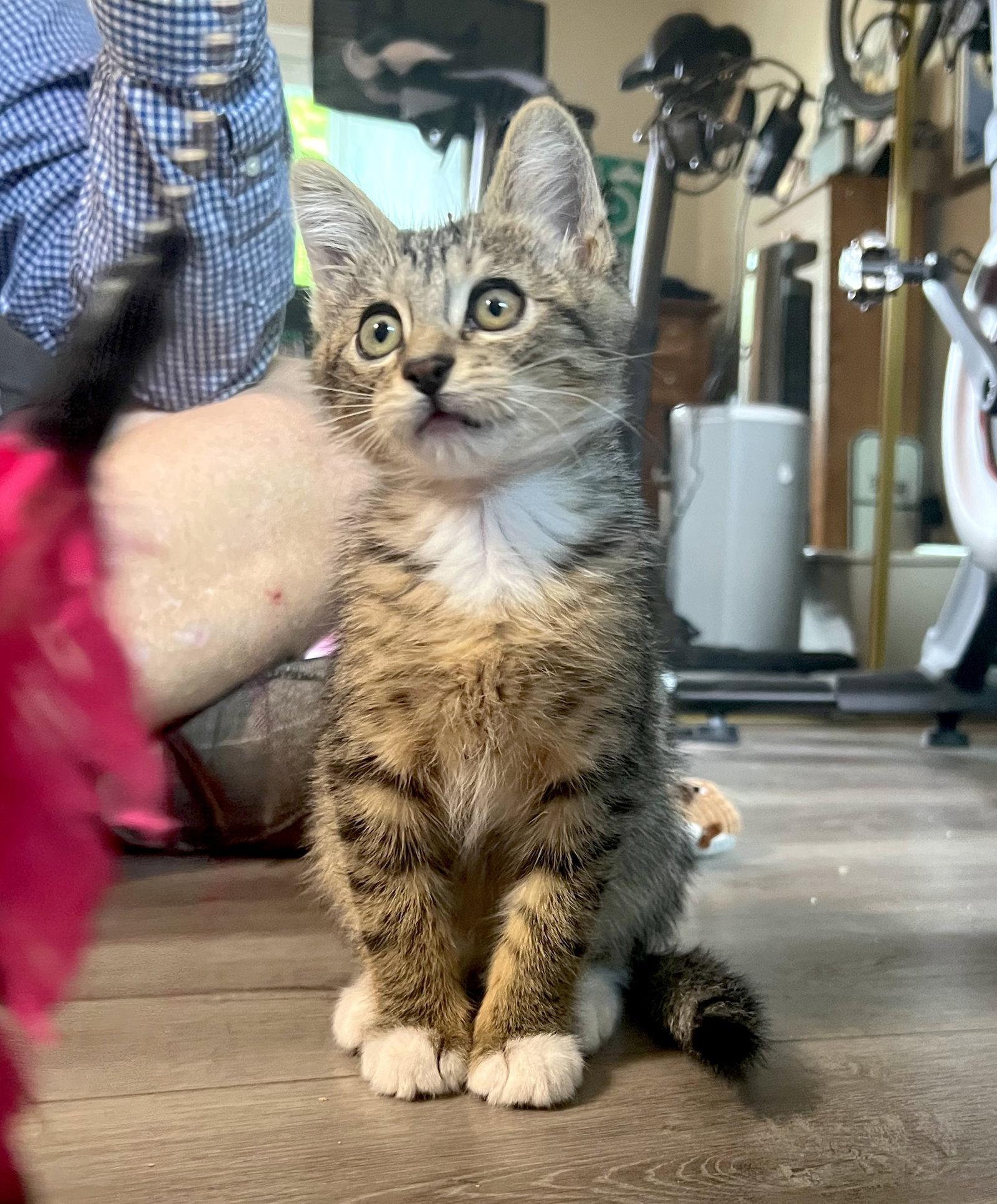 Enlarge TIGER - BONDED WITH HANA, a Adoptable Domestic Short Hair in Fremont, CA image 2/3