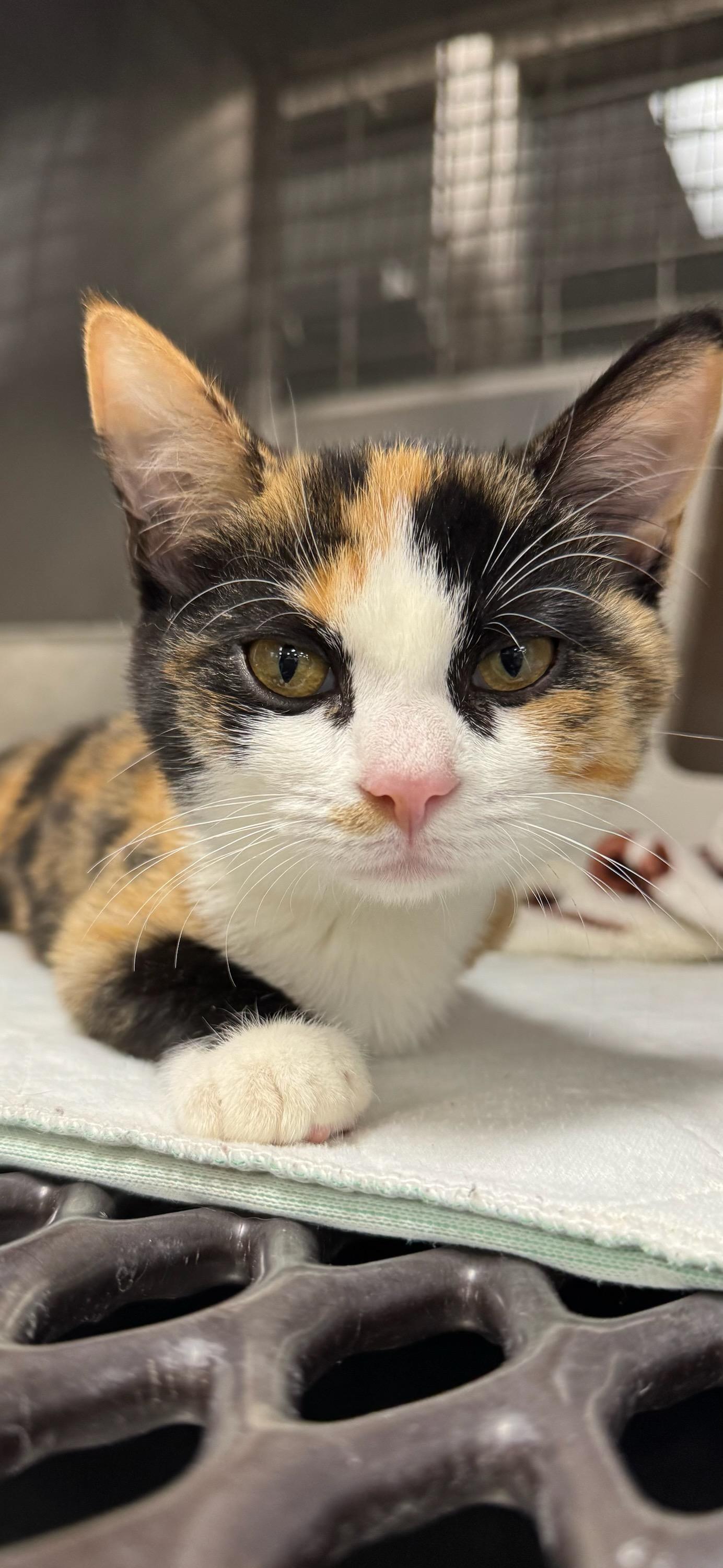 Fanni - 5 months old TRIPOD, ADOPTABLE, Young Female Calico.