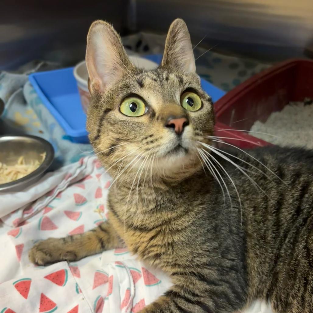 Radar, a Adoptable Domestic Short Hair in Hopewell, VA image 1/2