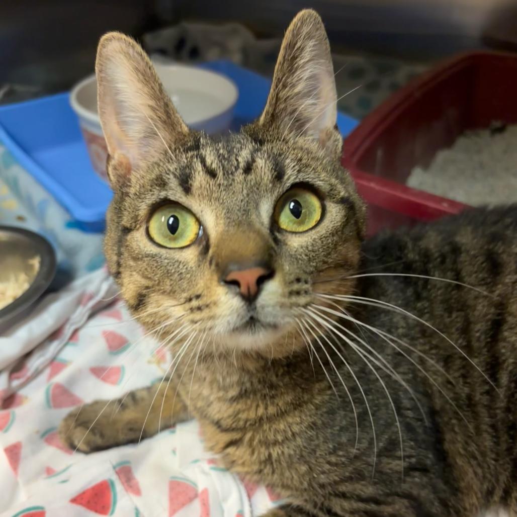 Radar, a Adoptable Domestic Short Hair in Hopewell, VA image 2/2