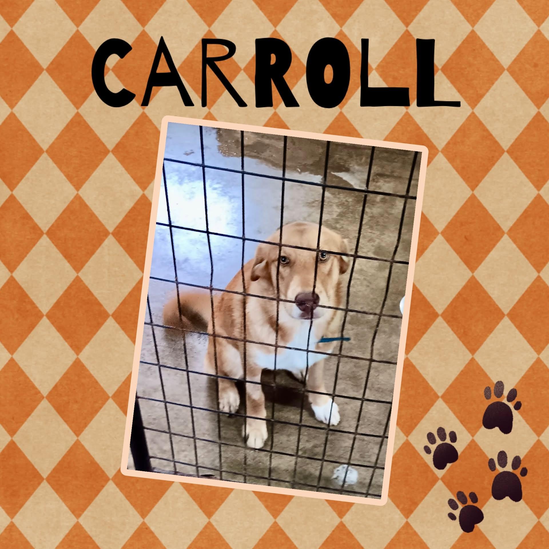 Carroll, Adoptable, Puppy Female Husky & Shepherd.