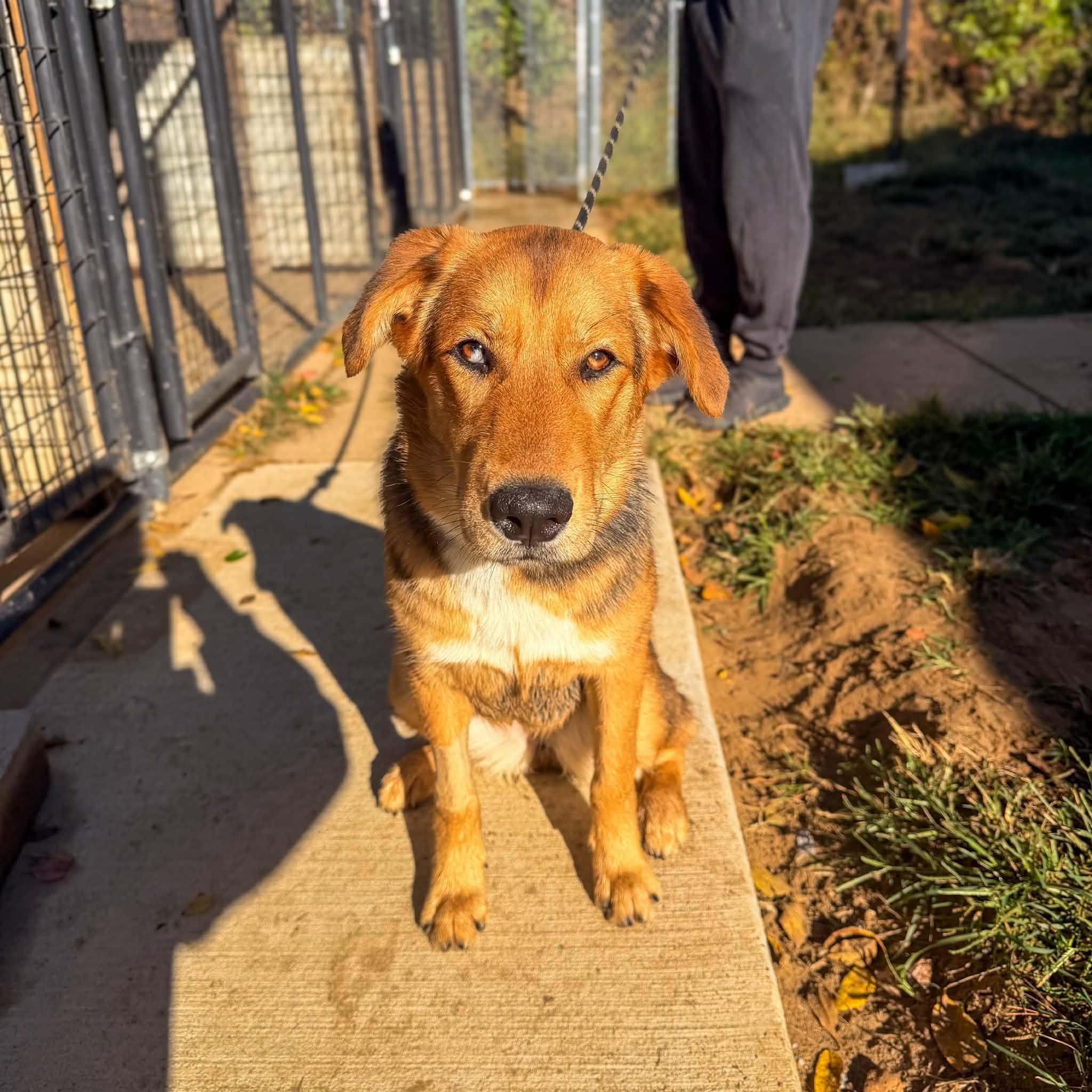 Enlarge Carroll, a Adoptable mixed breed in Monticello, IN image 2/2