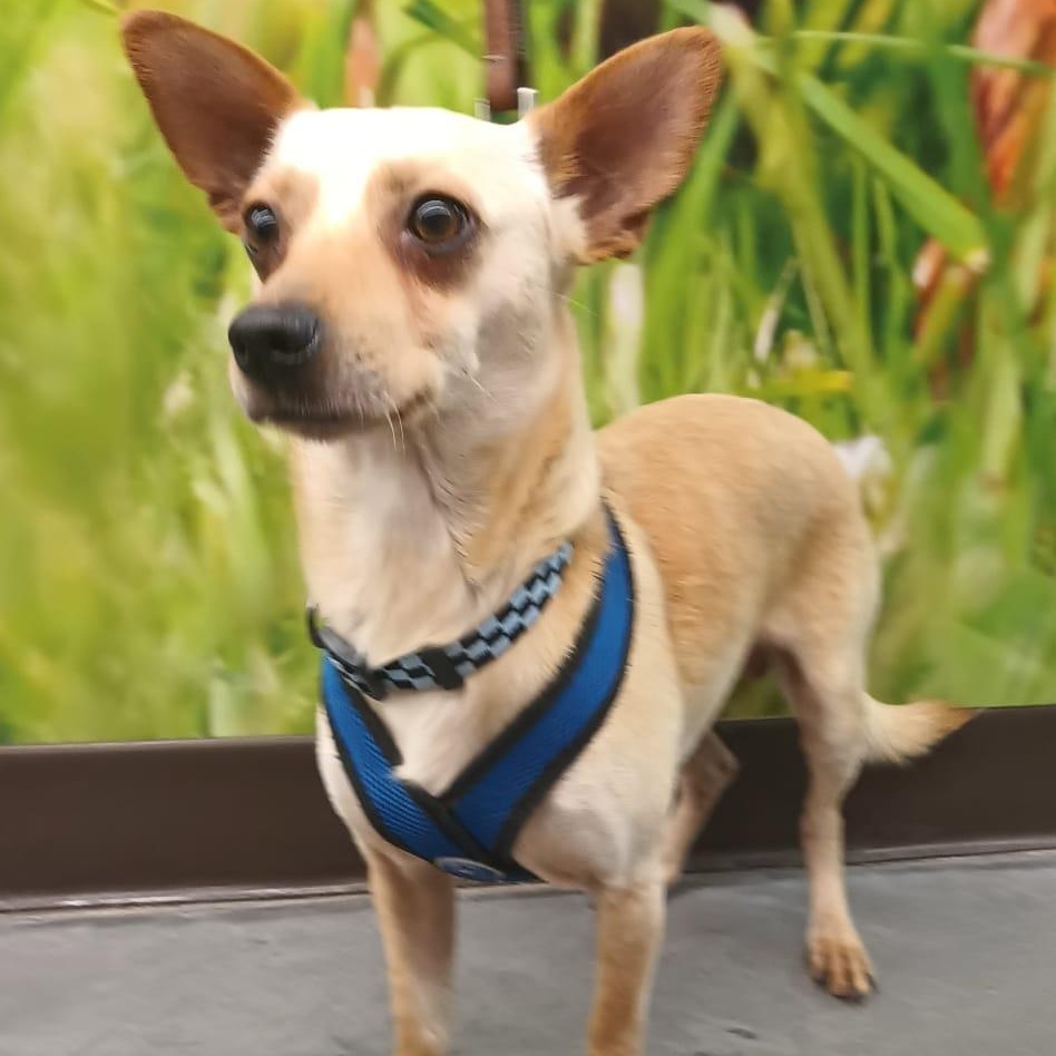 Enlarge Jang, a ADOPTABLE Chihuahua in Orange, CA image 1/6