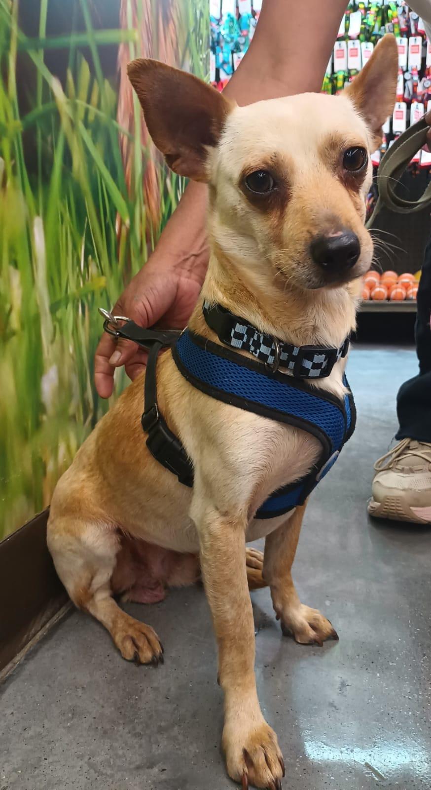 Enlarge Jang, a ADOPTABLE Chihuahua in Orange, CA image 4/6