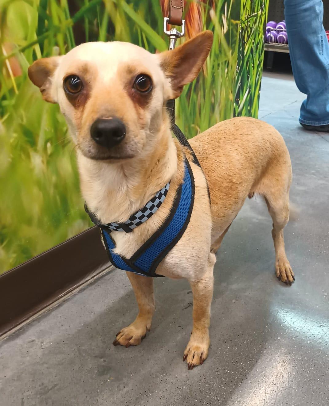 Enlarge Jang, a ADOPTABLE Chihuahua in Orange, CA image 5/6