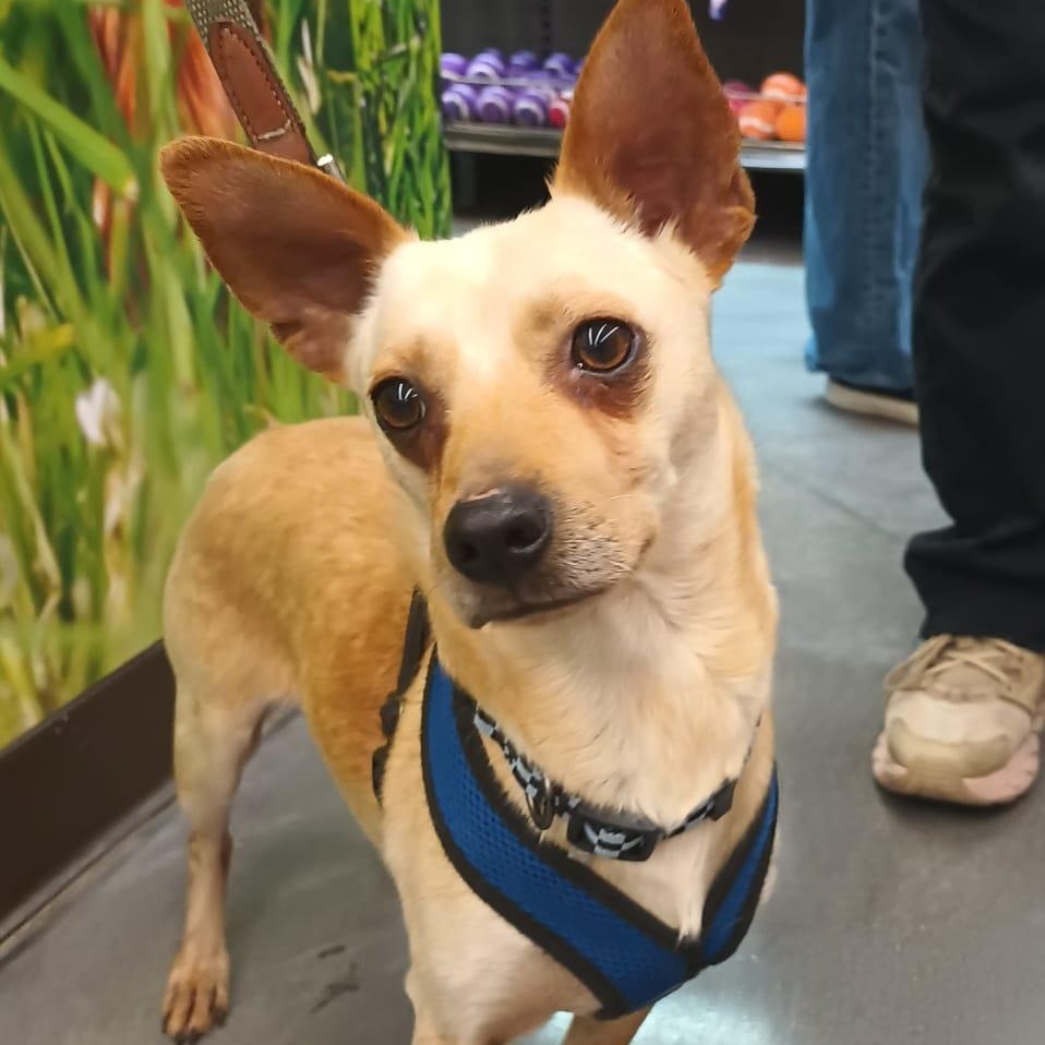 Enlarge Jang, a ADOPTABLE Chihuahua in Orange, CA image 2/6