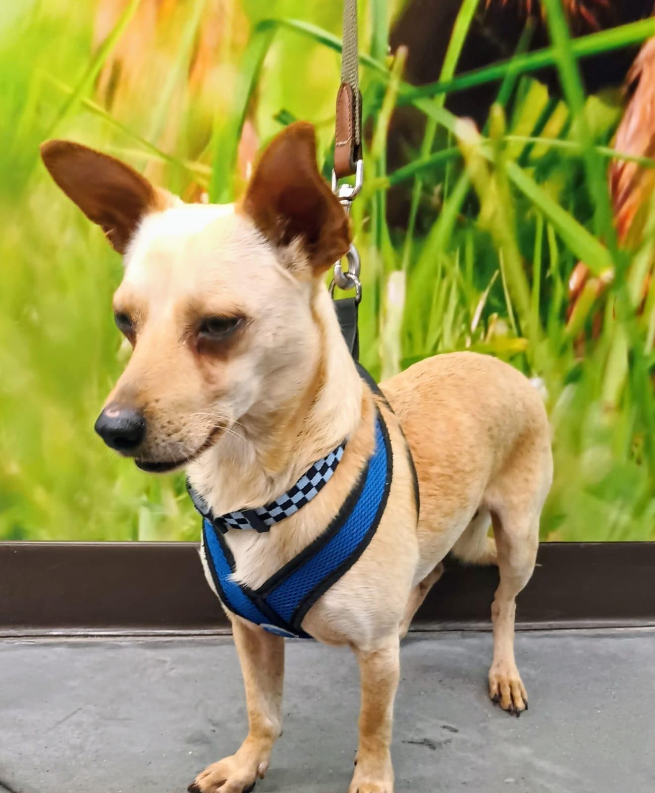 Enlarge Jang, a ADOPTABLE Chihuahua in Orange, CA image 3/6