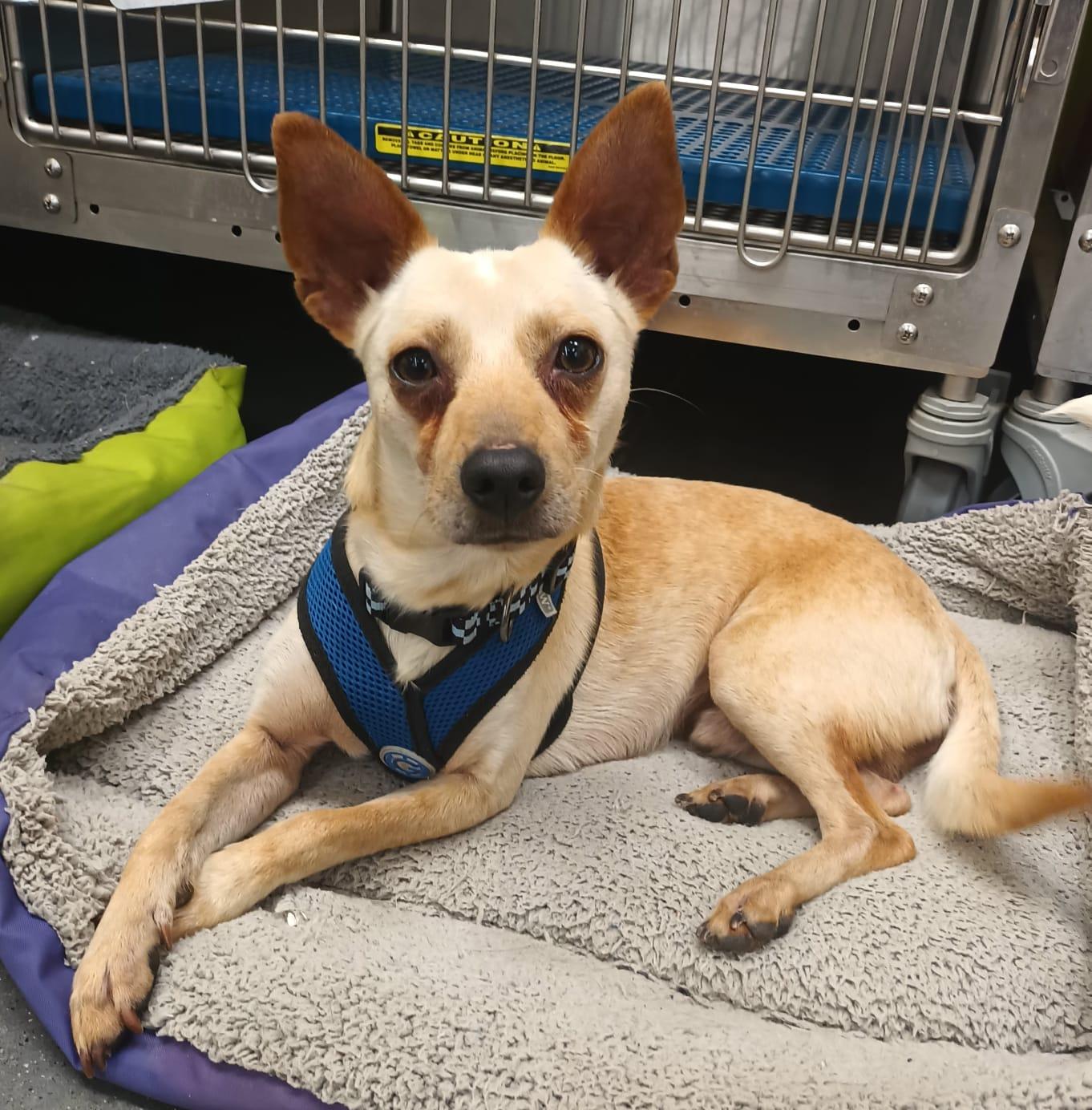 Enlarge Jang, a ADOPTABLE Chihuahua in Orange, CA image 6/6