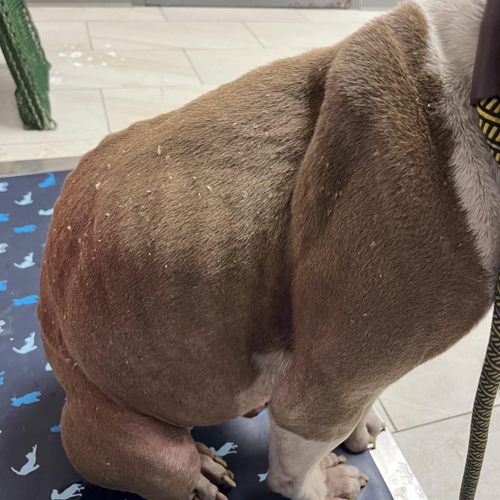 Enlarge George, a Adoptable Pit Bull Terrier in Lufkin, TX image 1/6