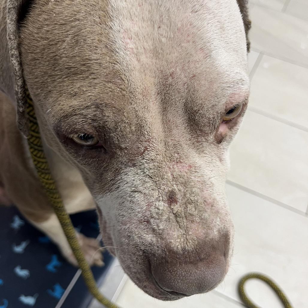 Enlarge George, a Adoptable Pit Bull Terrier in Lufkin, TX image 2/6