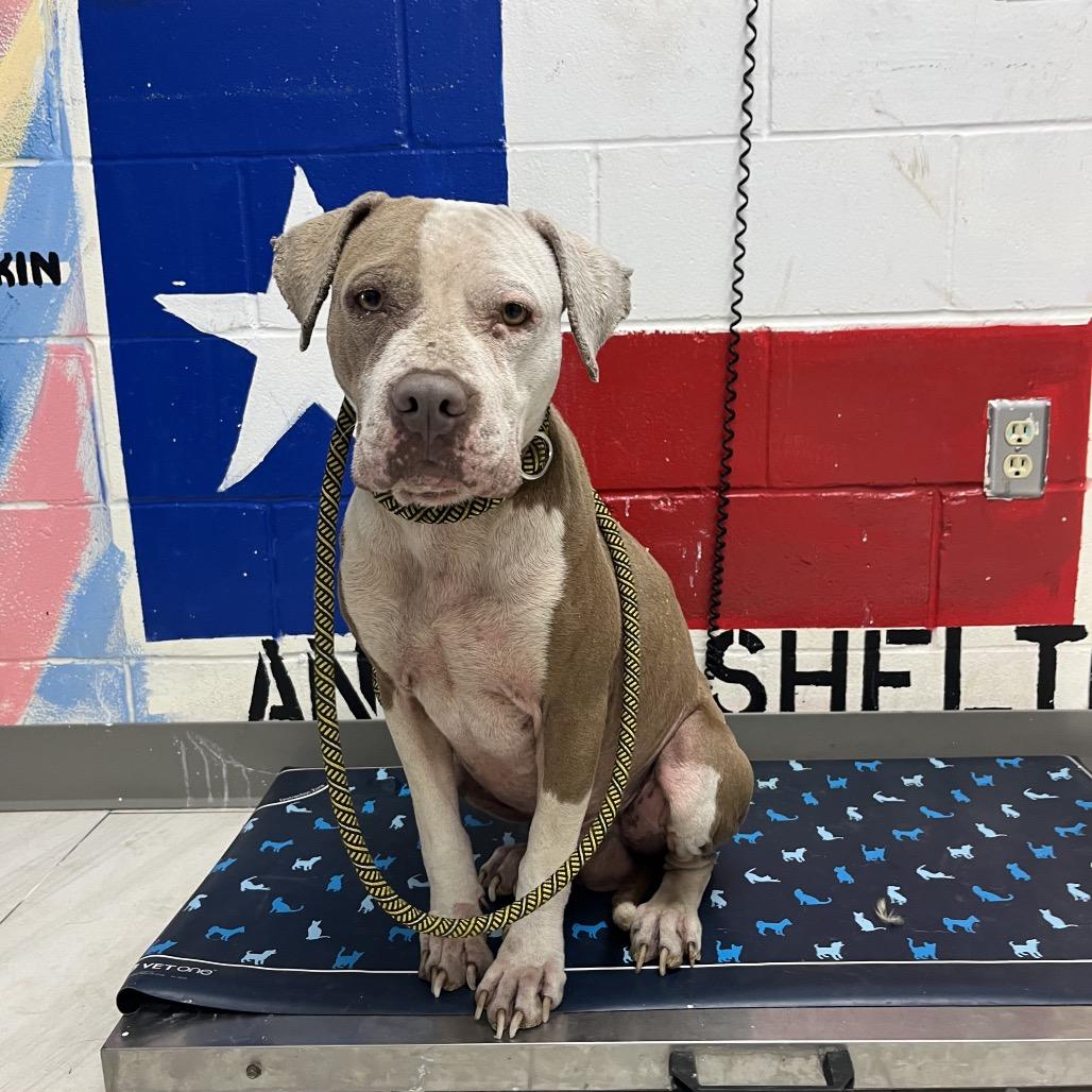 Enlarge George, a Adoptable Pit Bull Terrier in Lufkin, TX image 3/6