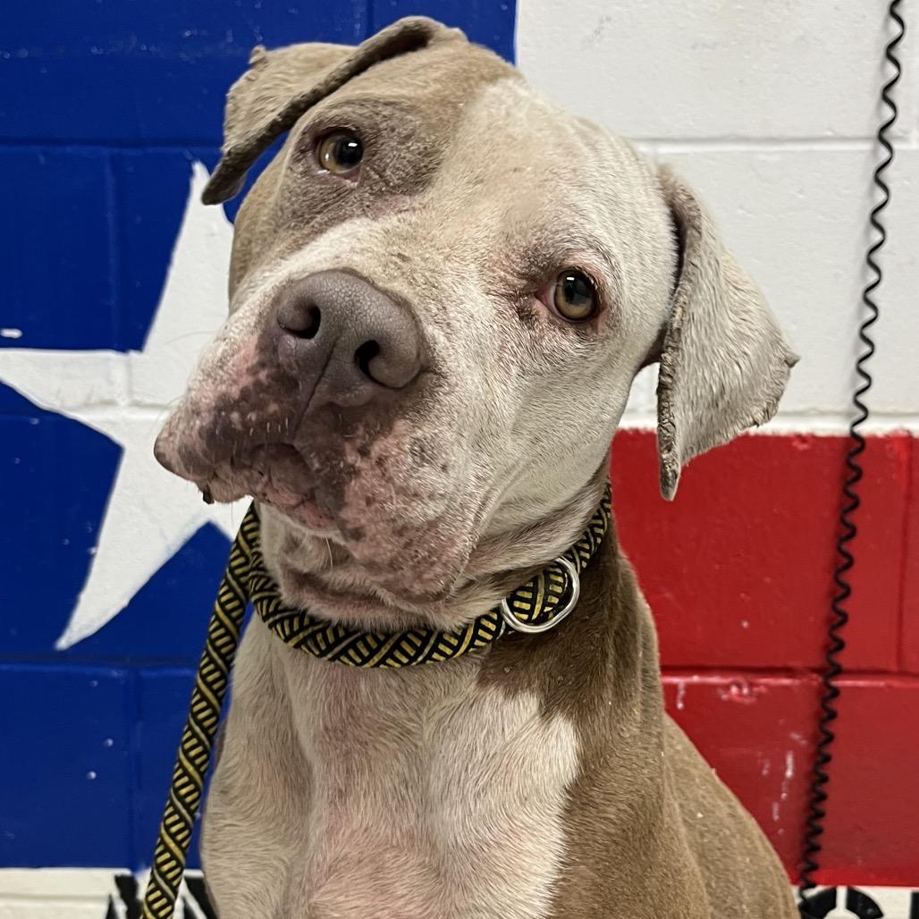 Enlarge George, a Adoptable Pit Bull Terrier in Lufkin, TX image 4/6