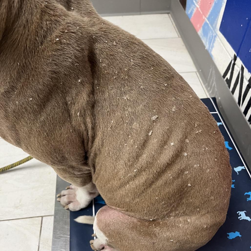 Enlarge George, a Adoptable Pit Bull Terrier in Lufkin, TX image 5/6