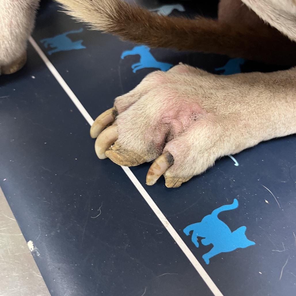 Enlarge George, a Adoptable Pit Bull Terrier in Lufkin, TX image 6/6