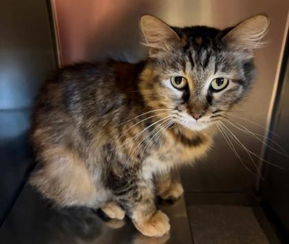 Enlarge Astrid, a Adoptable mixed breed in Baraboo, WI image 1/1