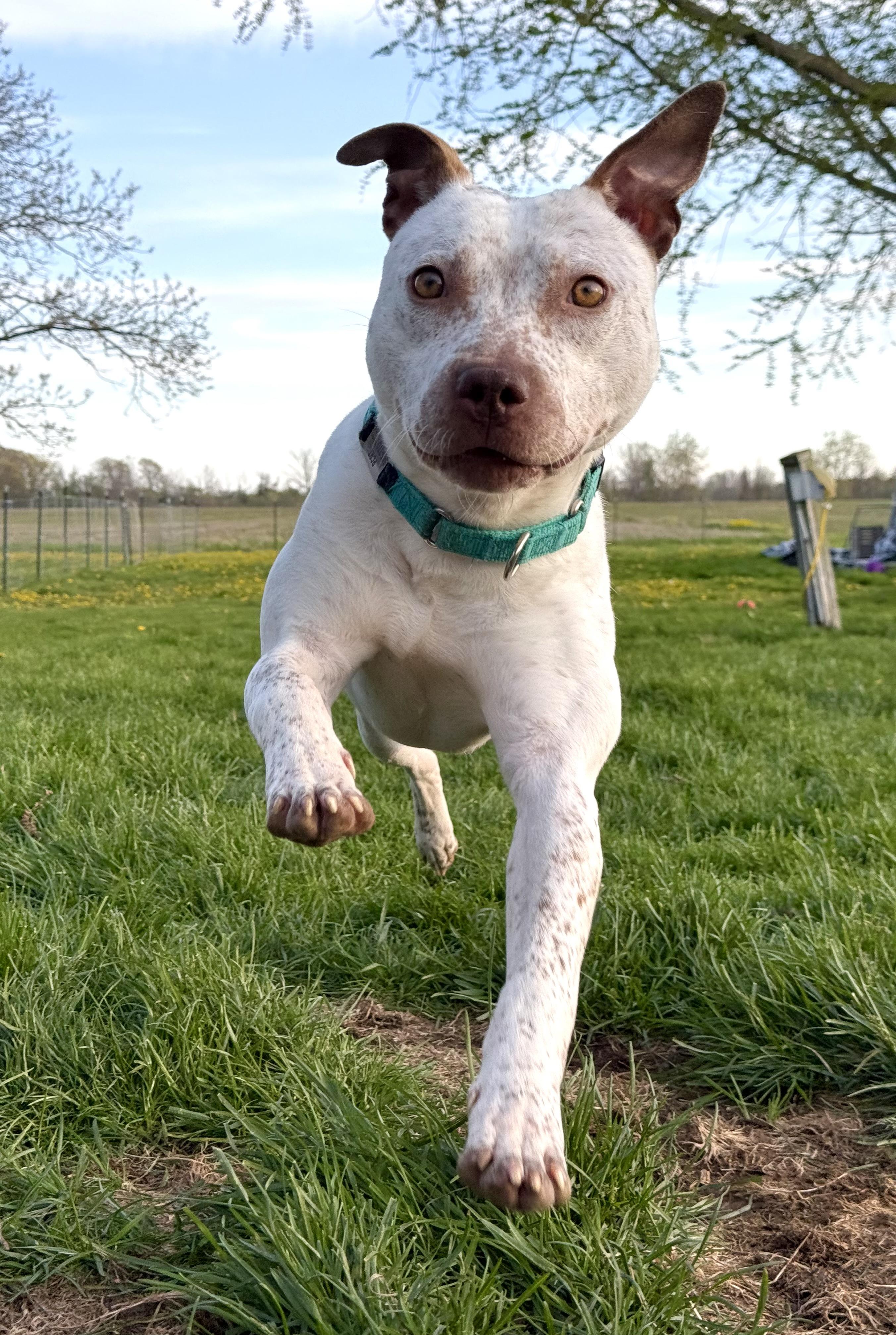 Spex, a ADOPTABLE mixed breed in Hilton, NY image 1/6
