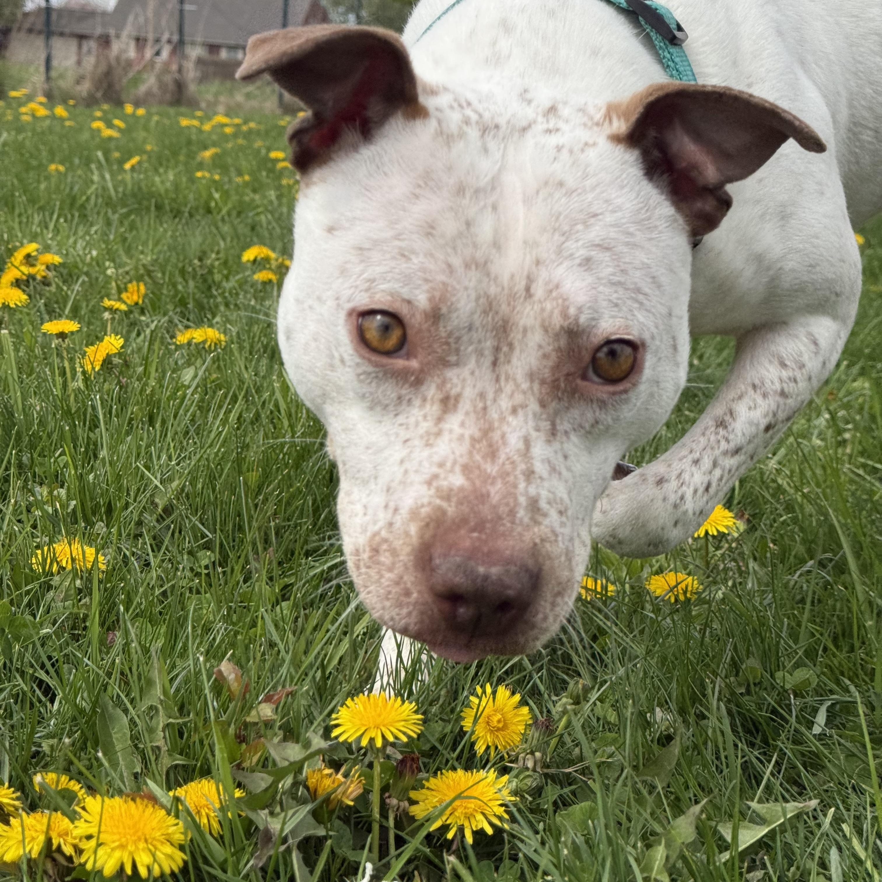 Spex, a ADOPTABLE mixed breed in Hilton, NY image 5/6
