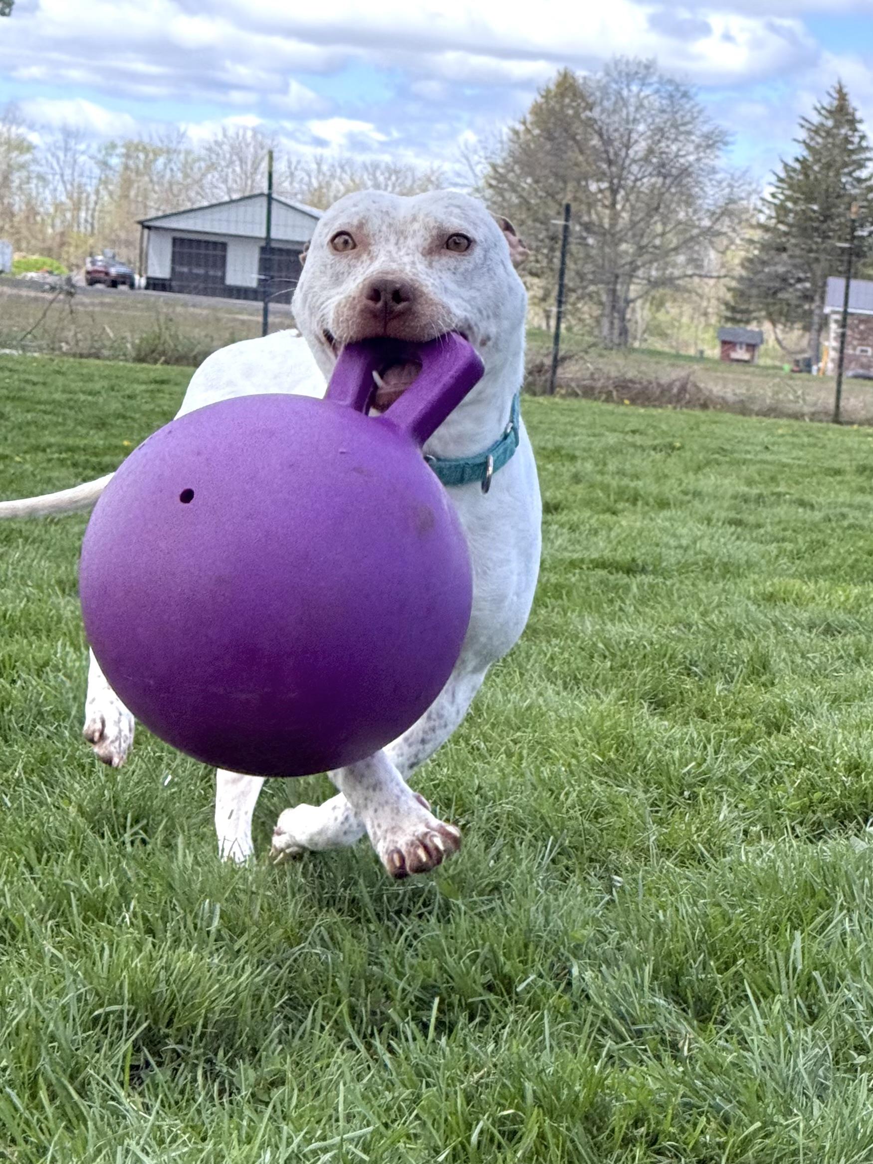 Spex, a ADOPTABLE mixed breed in Hilton, NY image 4/6