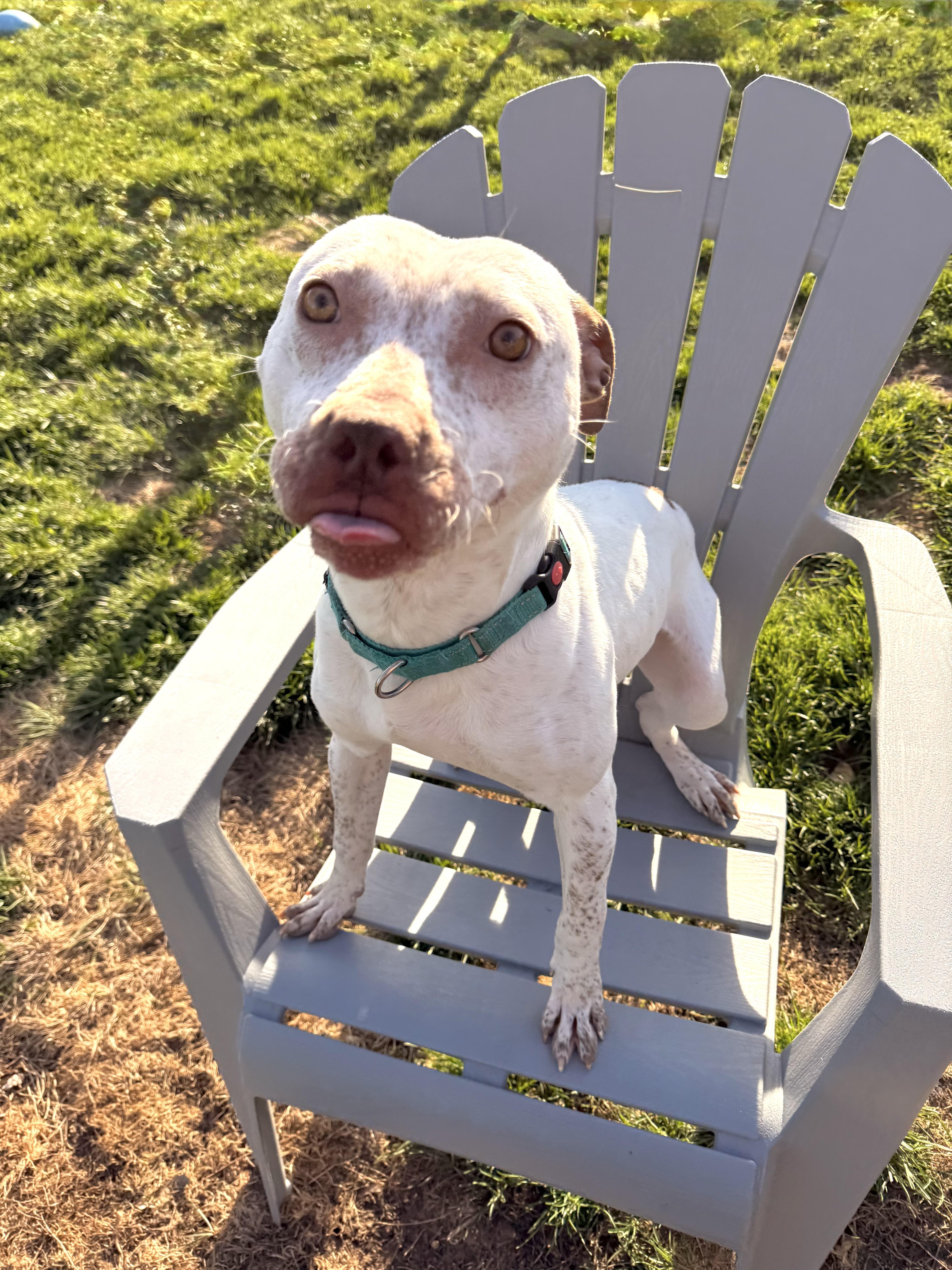 Spex, a ADOPTABLE mixed breed in Hilton, NY image 2/6