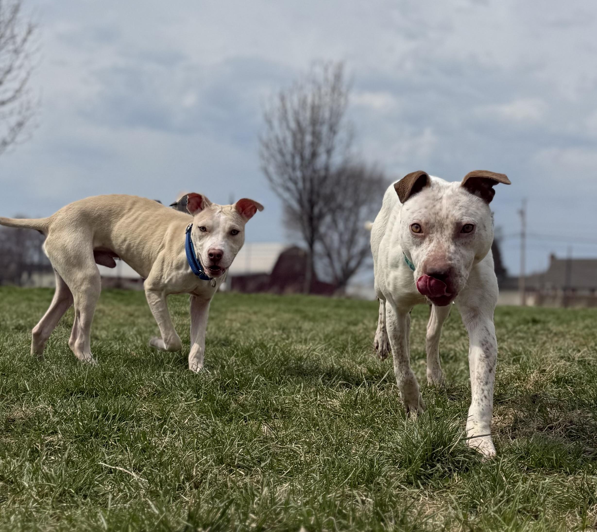 Spex, a ADOPTABLE mixed breed in Hilton, NY image 6/6