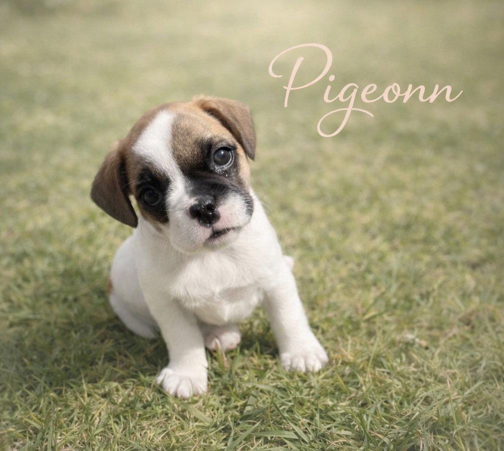 Pigeon, Adopted, Puppy Female French Bulldog.