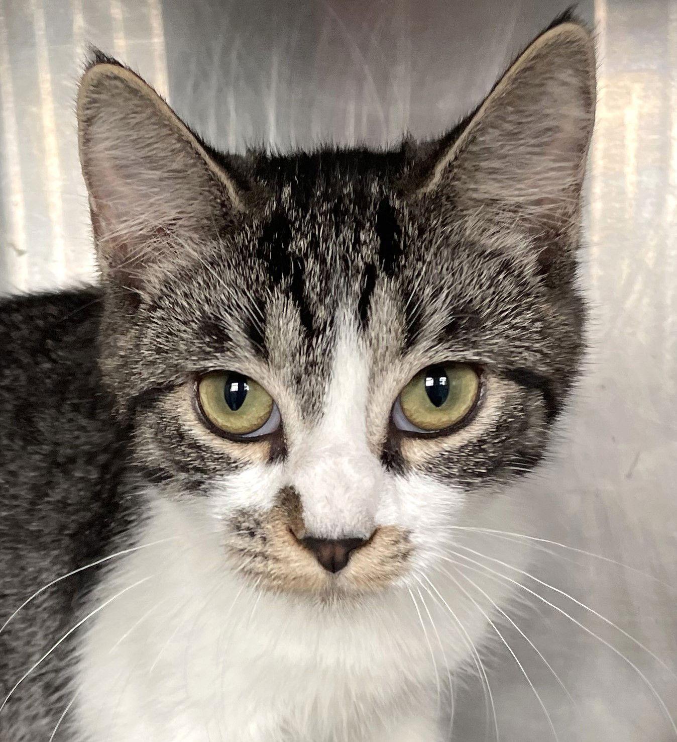 Billie, Adoptable, Young Female Tabby.