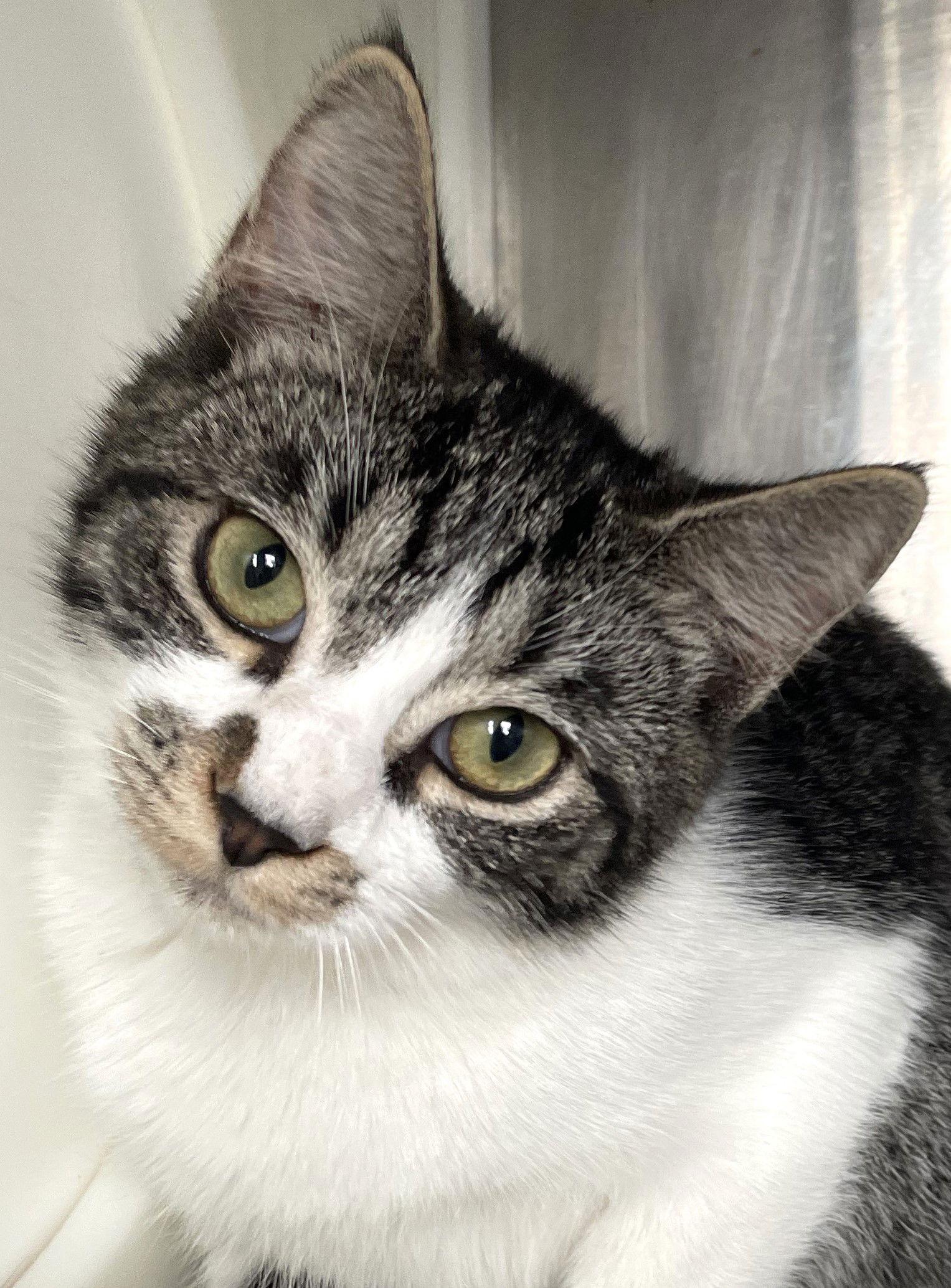 Billie, a Adoptable Tabby in Carrollton, GA image 2/3