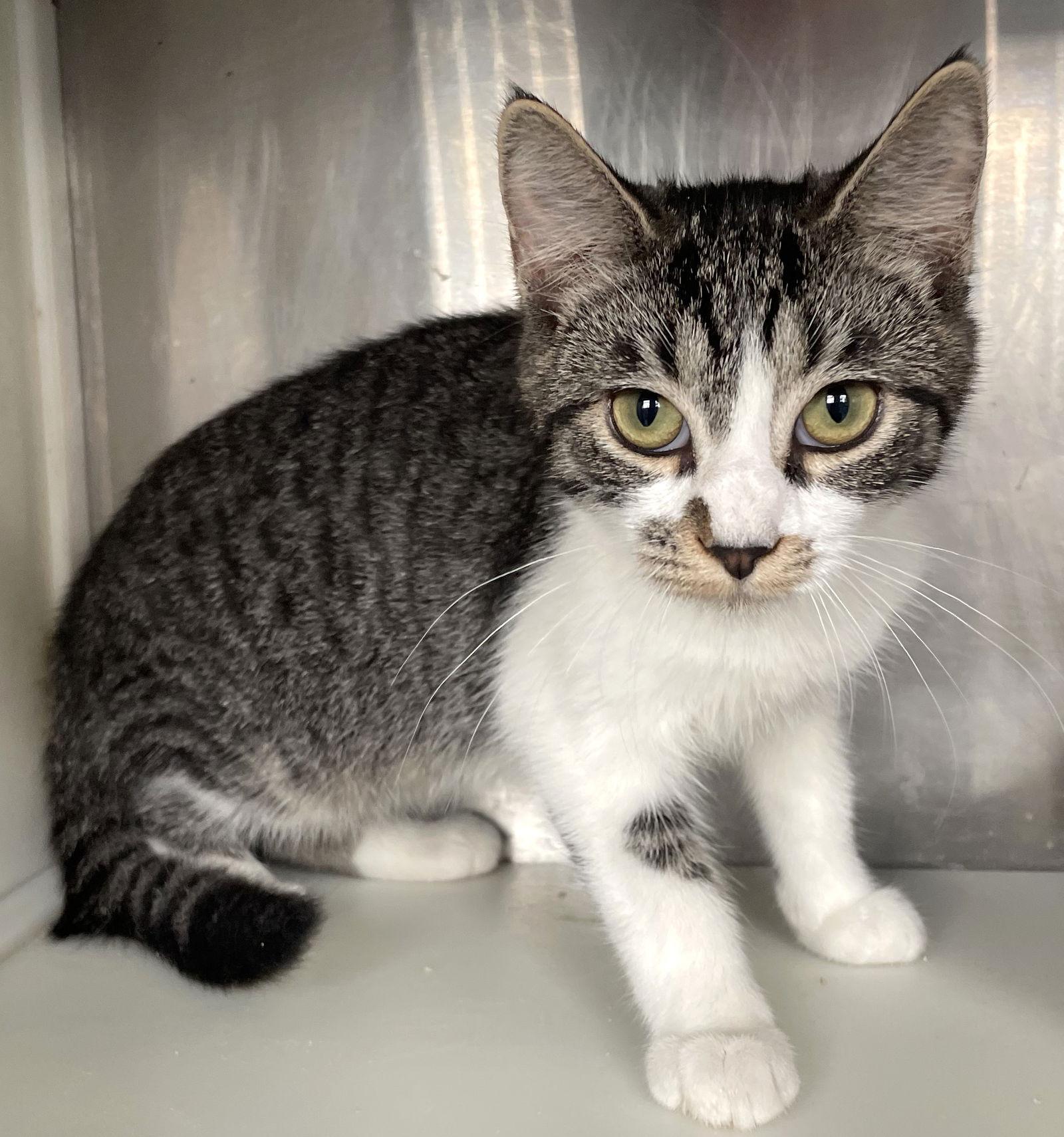 Billie, a Adoptable Tabby in Carrollton, GA image 3/3