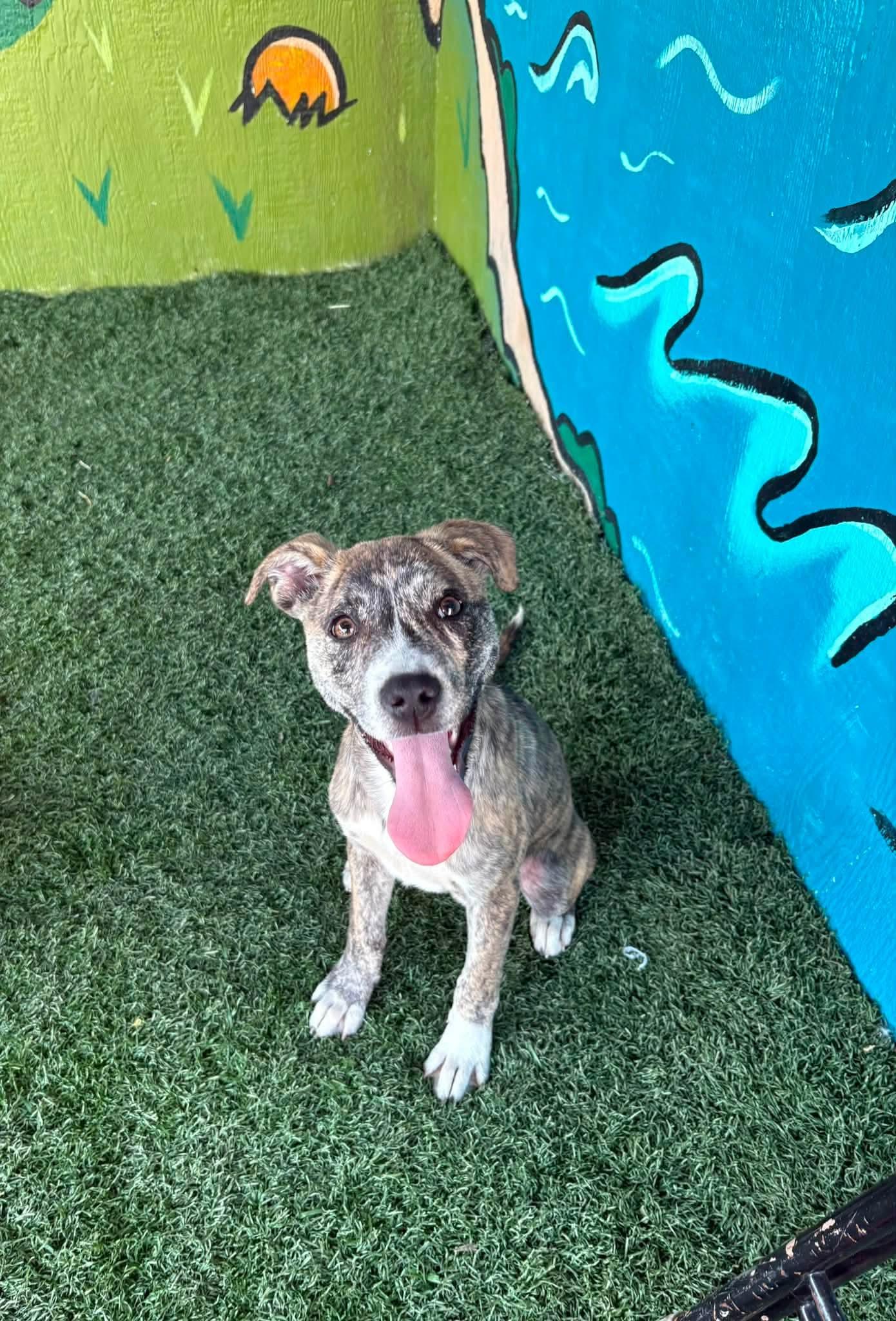 PIGLET, ADOPTABLE, Puppy Female Pit Bull Terrier.