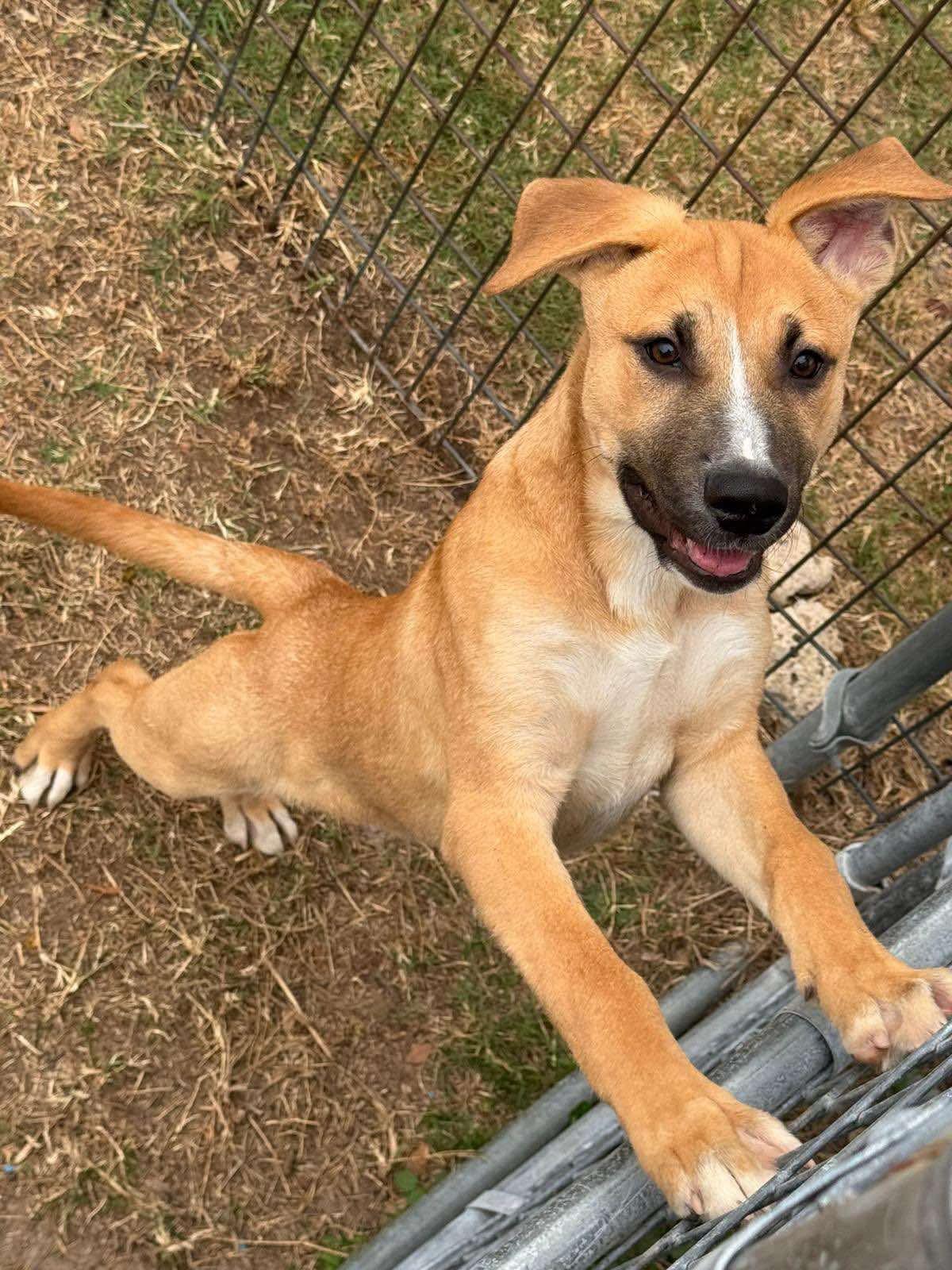 Hi my name is Giallo I was born July 17 2024 I am shepherd mix There might even be some
