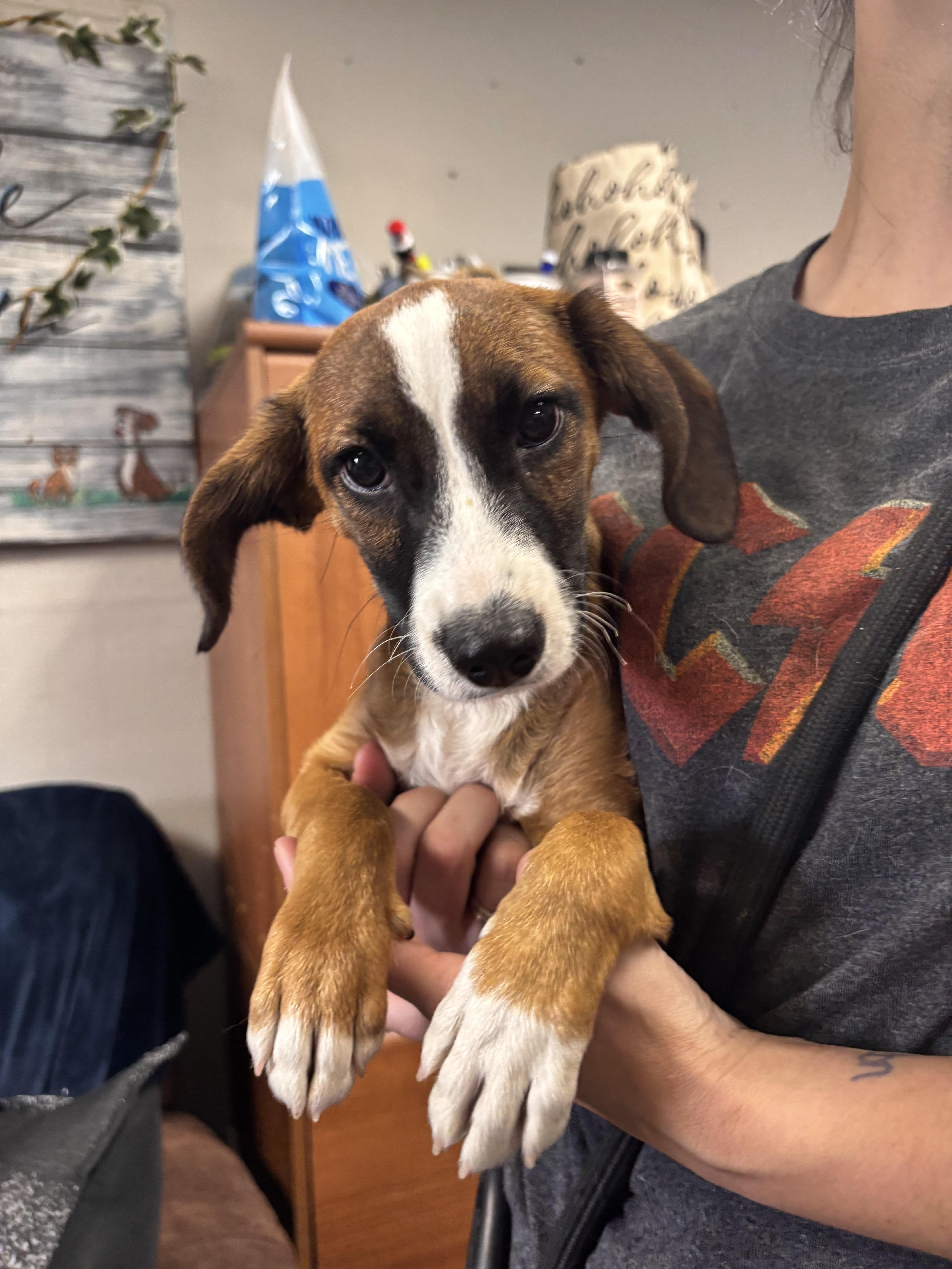 Snuggles, ADOPTABLE, Young Male Jack Russell Terrier & Hound.