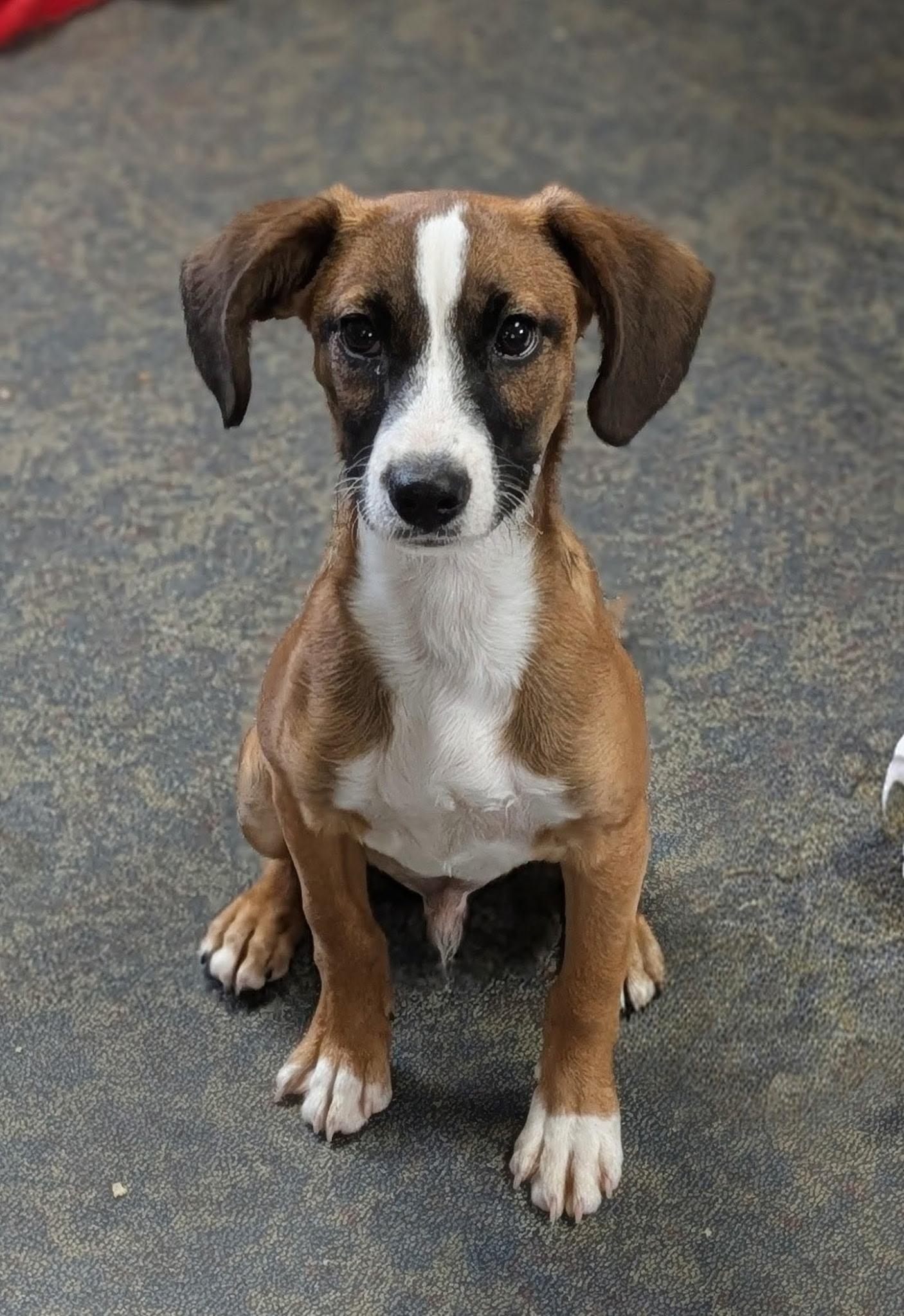 Enlarge Snuggles, a ADOPTABLE mixed breed in Blytheville, AR image 3/3