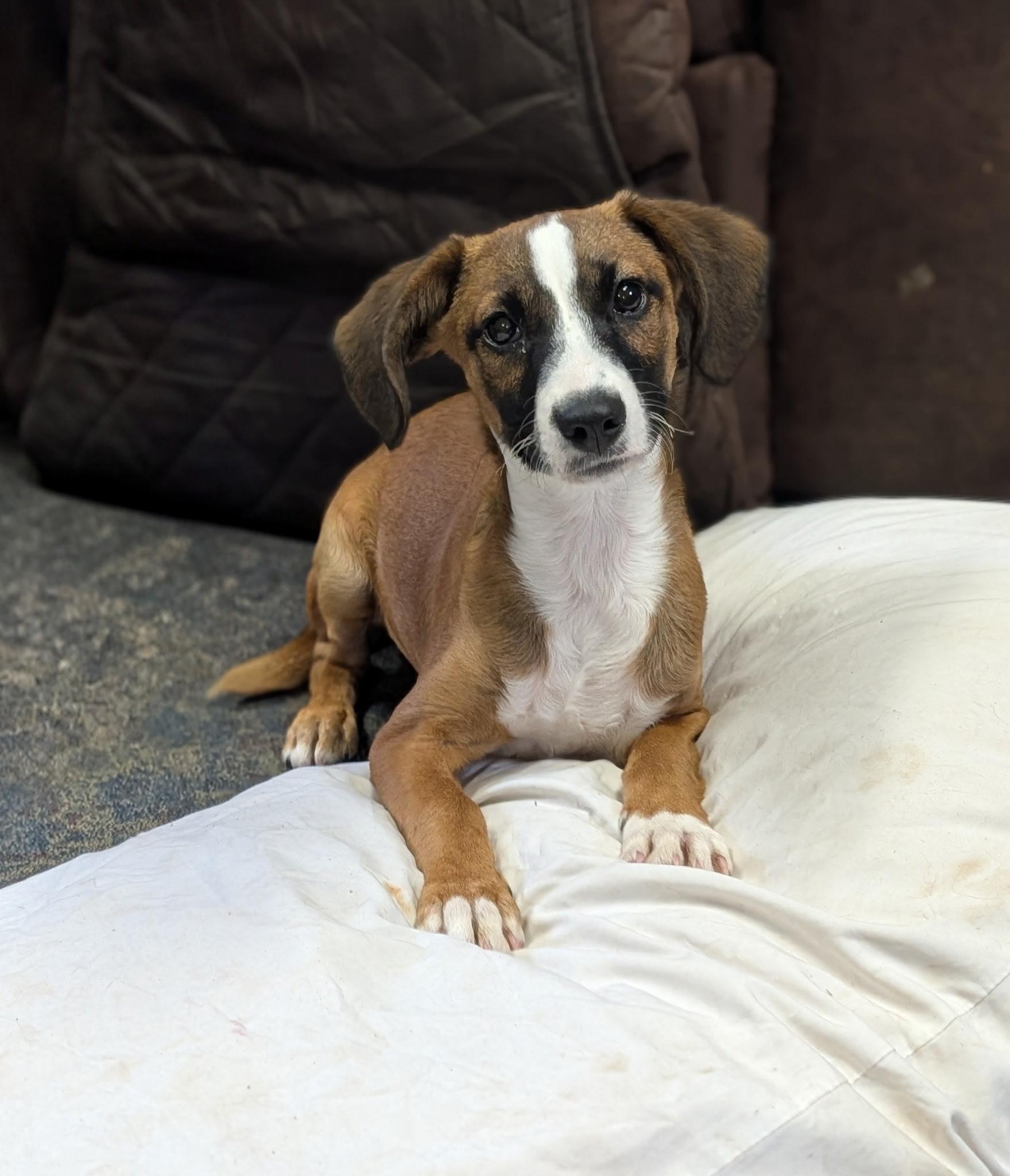 Enlarge Snuggles, a ADOPTABLE mixed breed in Blytheville, AR image 2/3