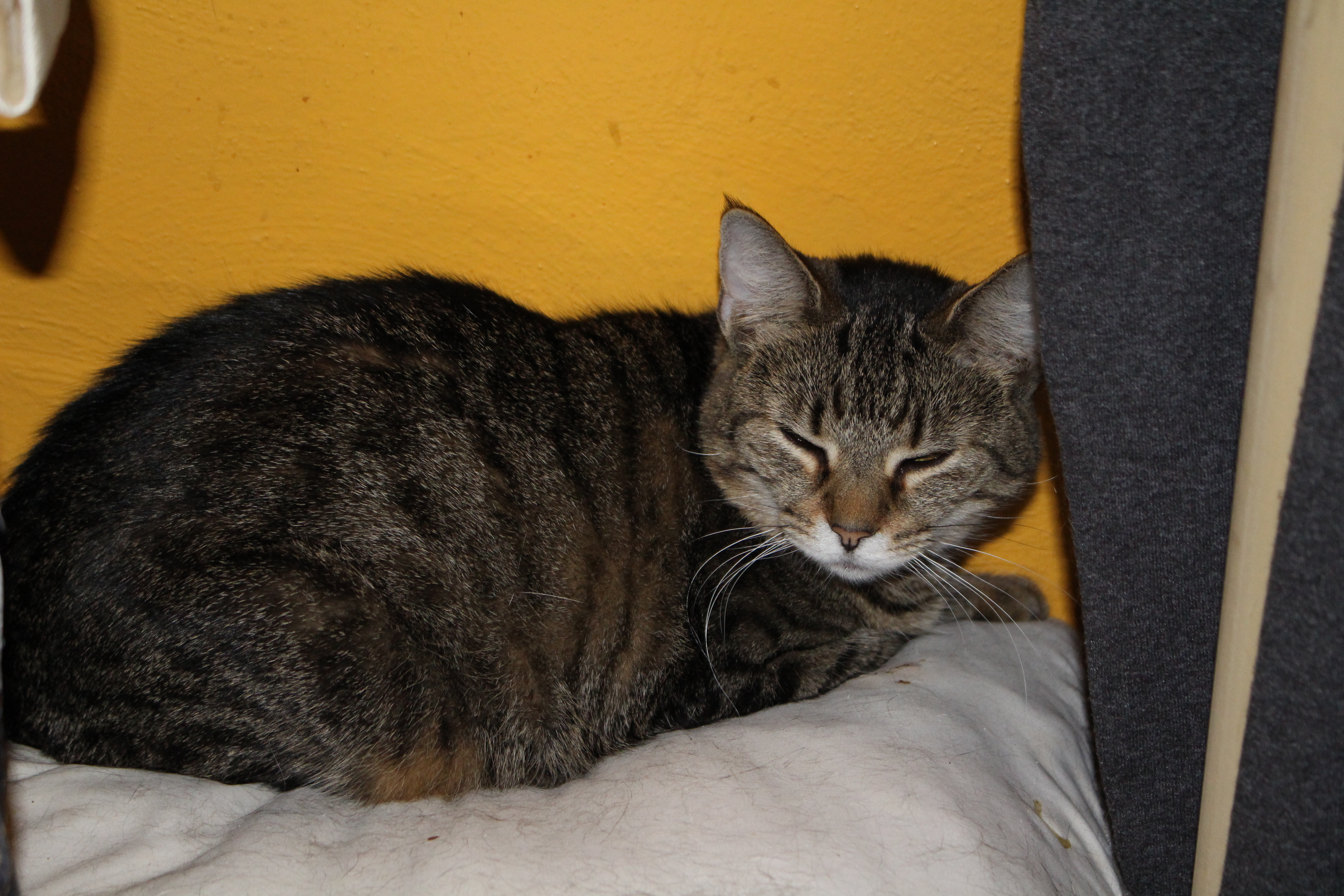 Sandy, a Adoptable mixed breed in Stahlstown, PA image 1/6