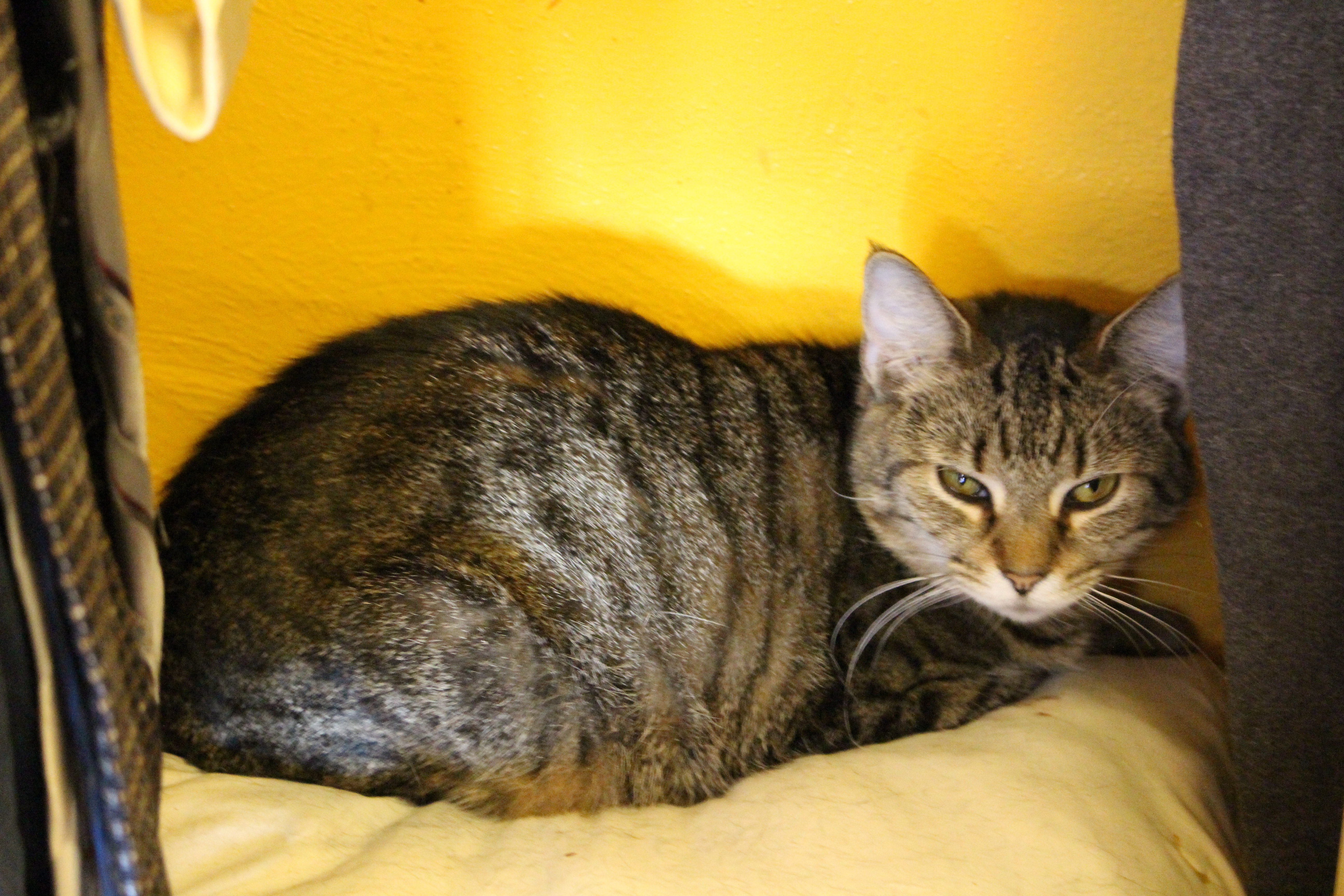 Sandy, a Adoptable mixed breed in Stahlstown, PA image 2/6