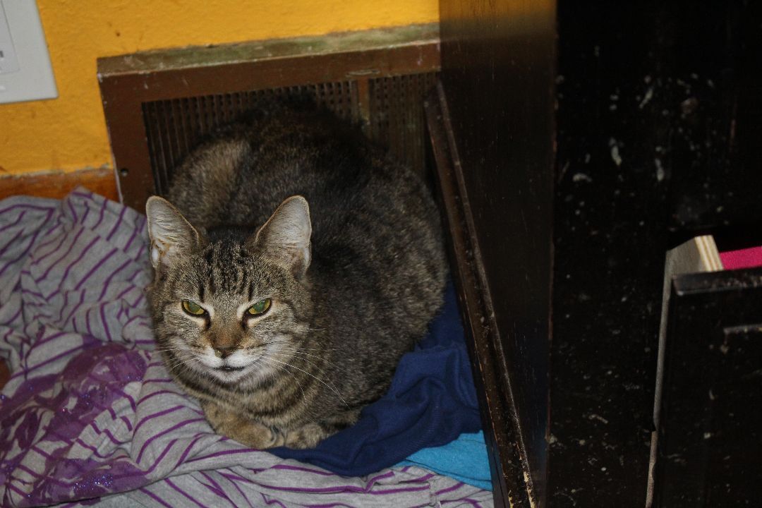 Sandy, a Adoptable mixed breed in Stahlstown, PA image 3/6