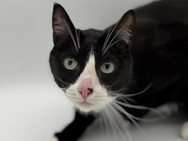 Valkyrie, a Adoptable mixed breed in Portland, OR image 2/2