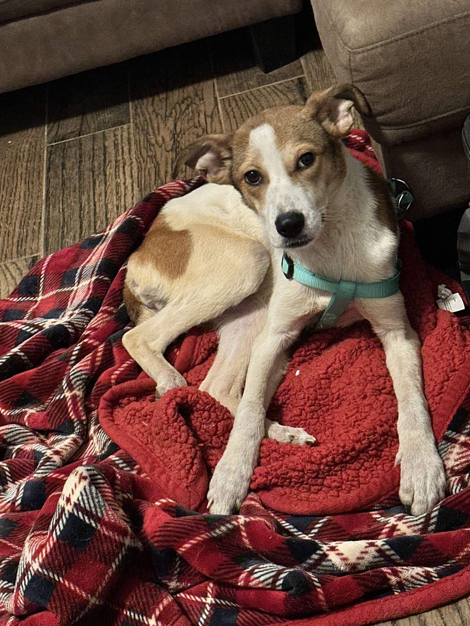 Enlarge Littlest, a ADOPTABLE Mixed Breed in Yukon, OK image 1/3