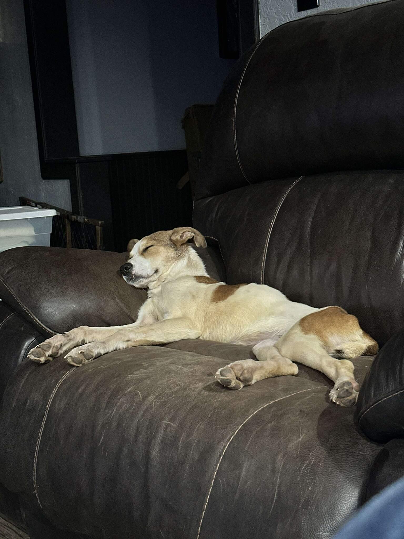 Enlarge Littlest, a ADOPTABLE Mixed Breed in Yukon, OK image 3/3
