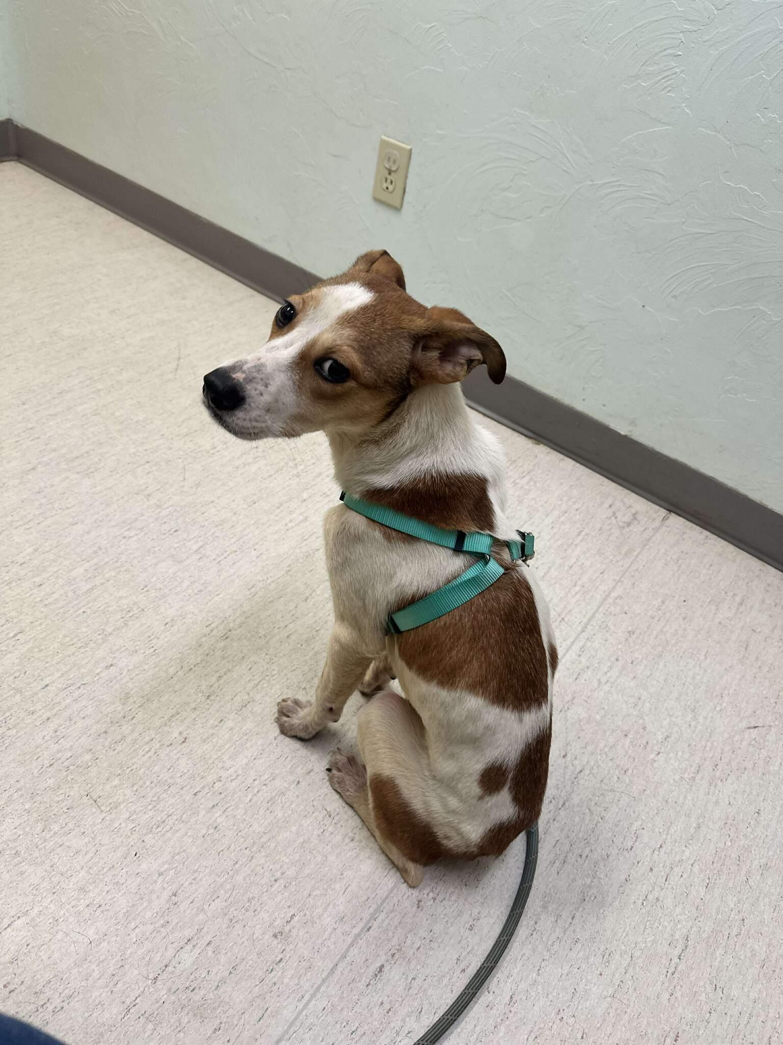 Enlarge Littlest, a ADOPTABLE Mixed Breed in Yukon, OK image 2/3